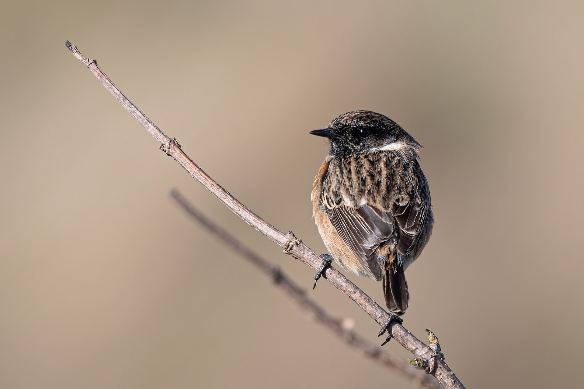 Stonechat