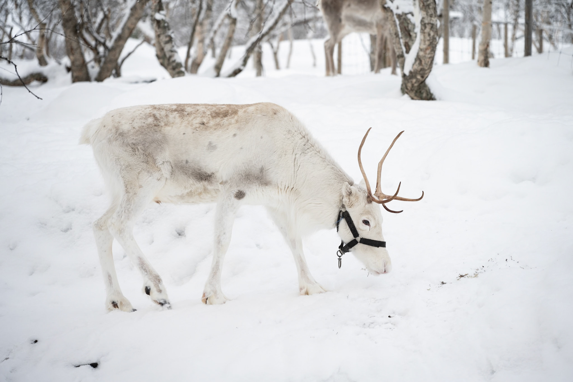 Reindeer, Kirkenes