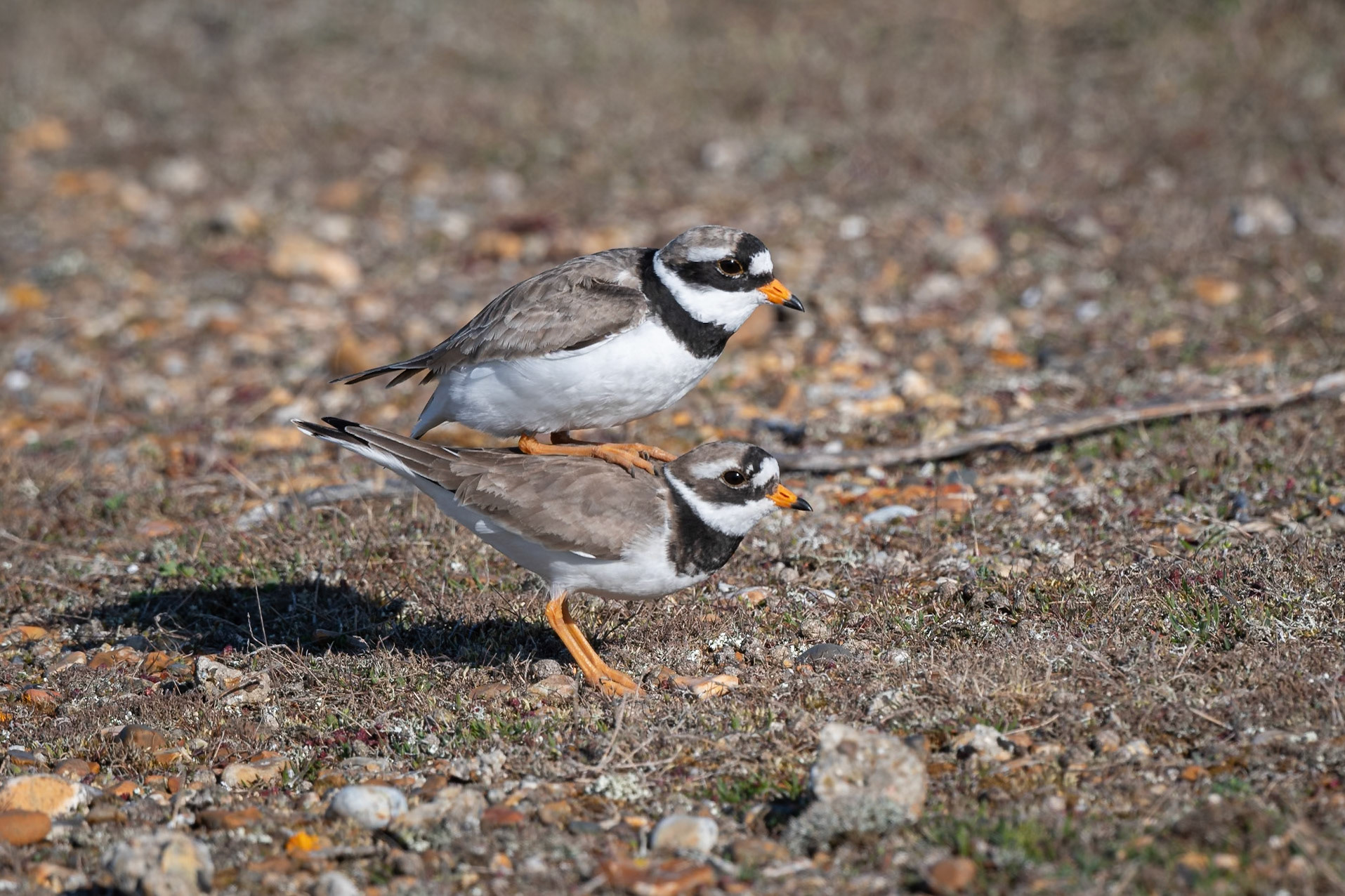 Ringed Plover