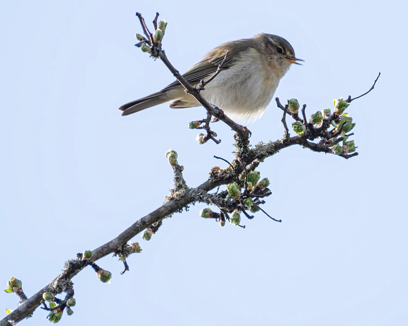 Chiff Chaff