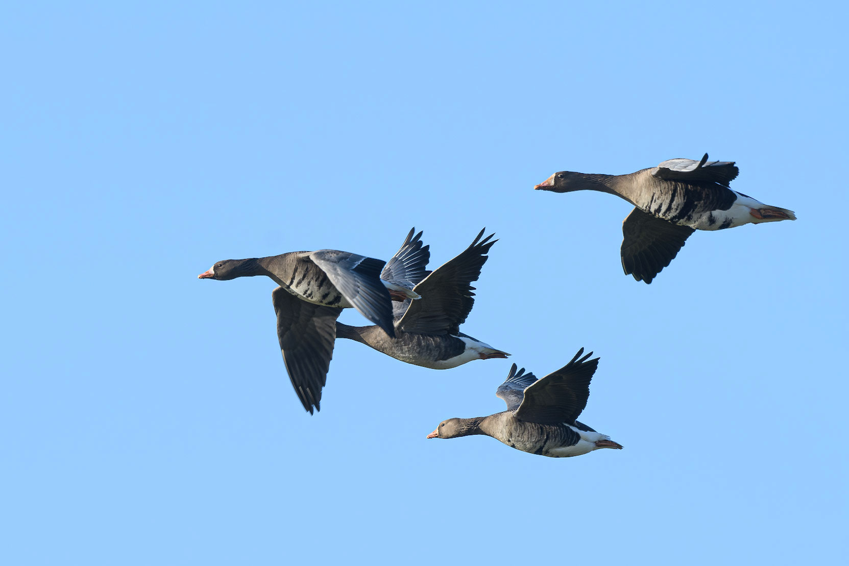 White-fronted Goose