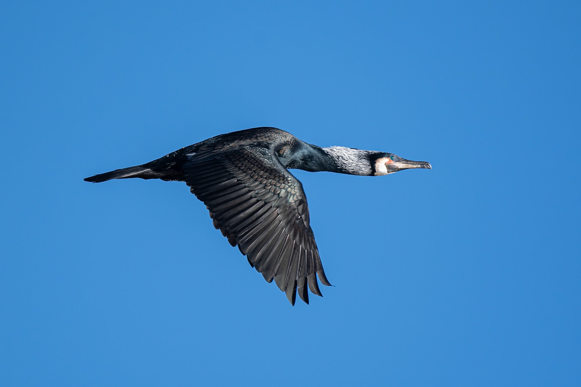 Cormorant