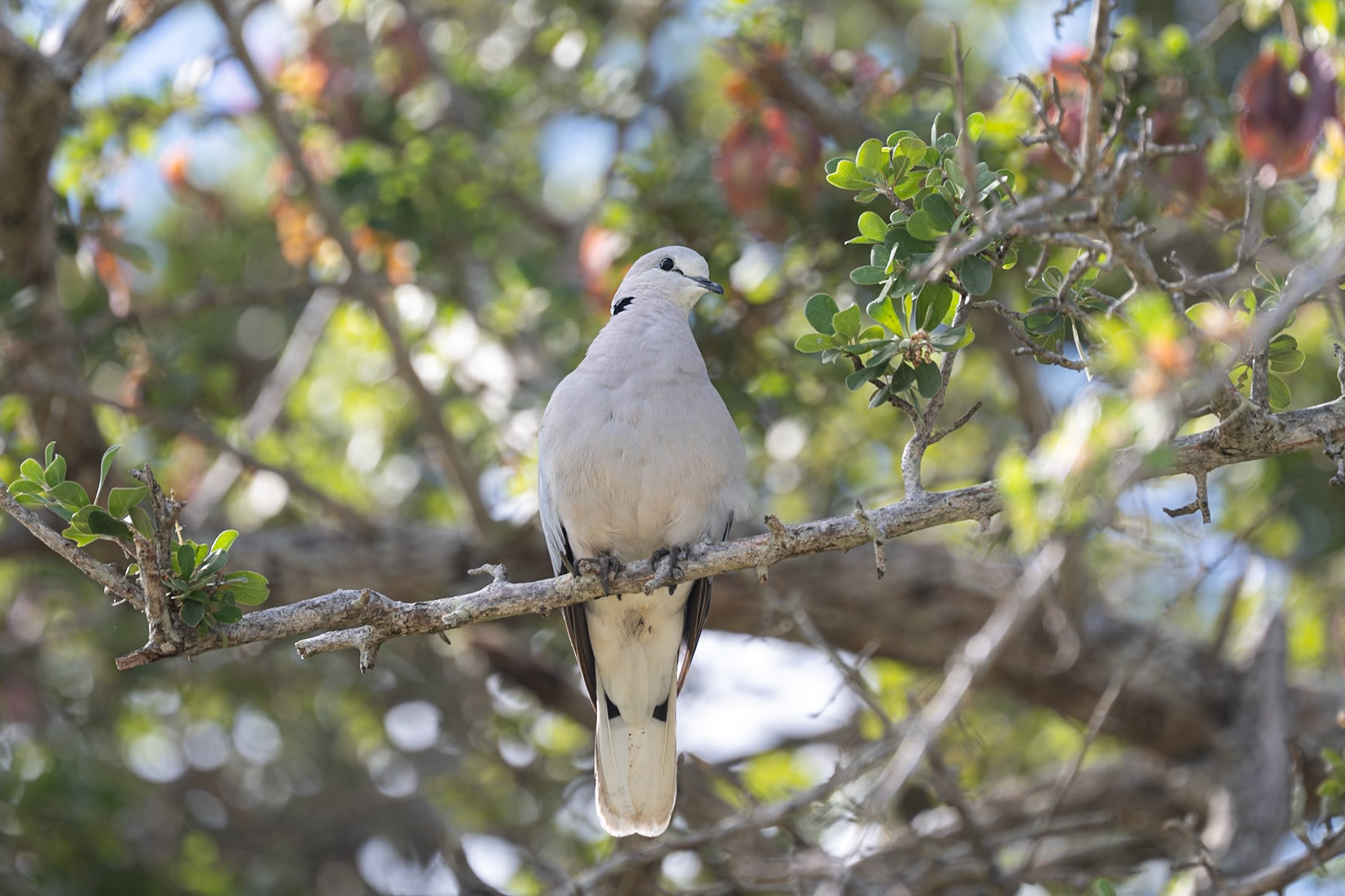 Ring Necked Dove