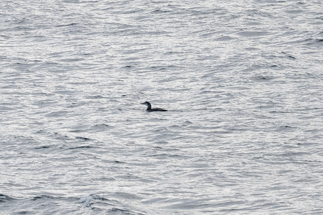 White-billed Diver