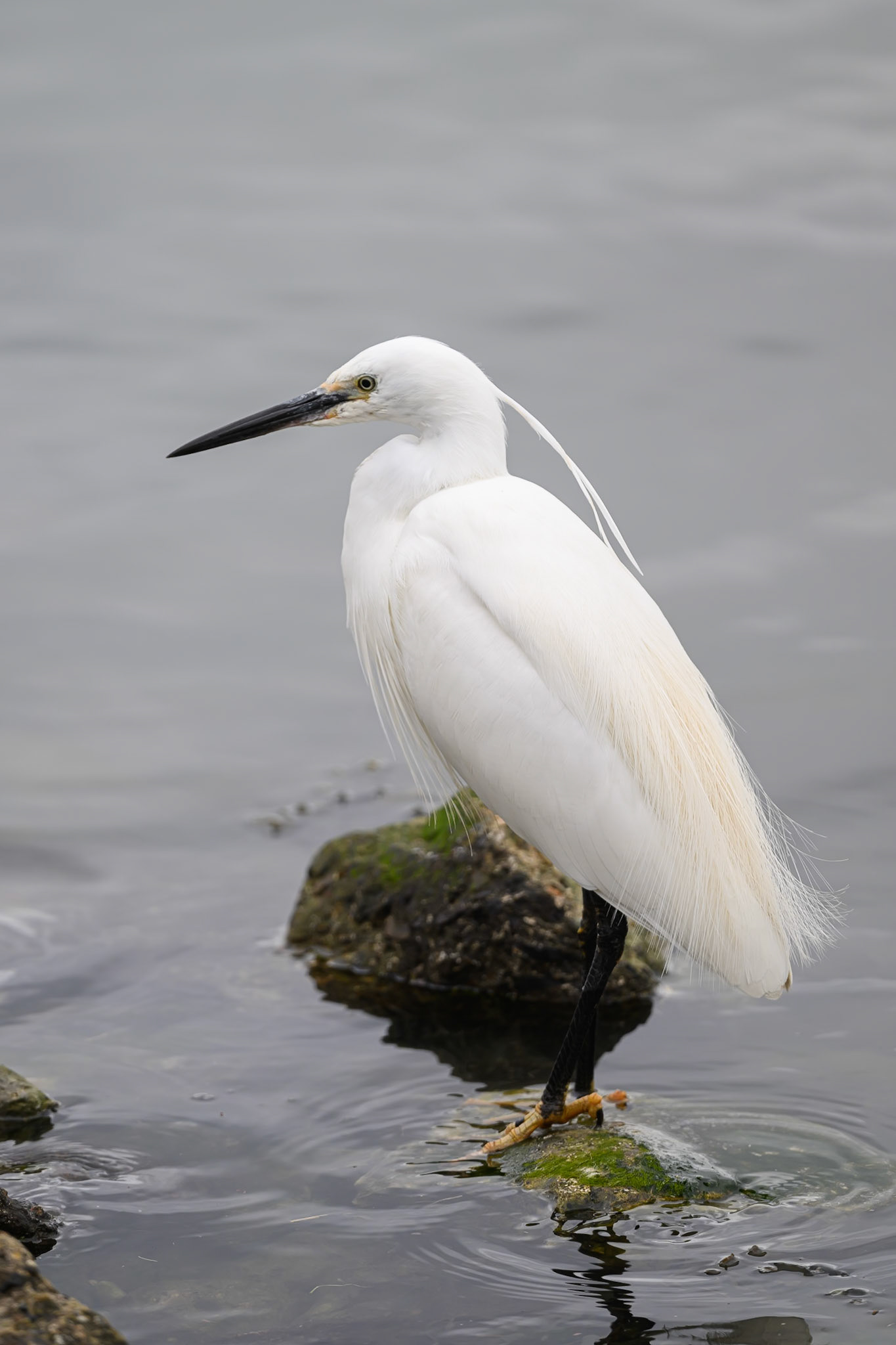 Little Egret