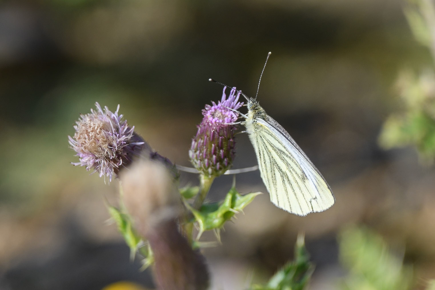 Green-veined white