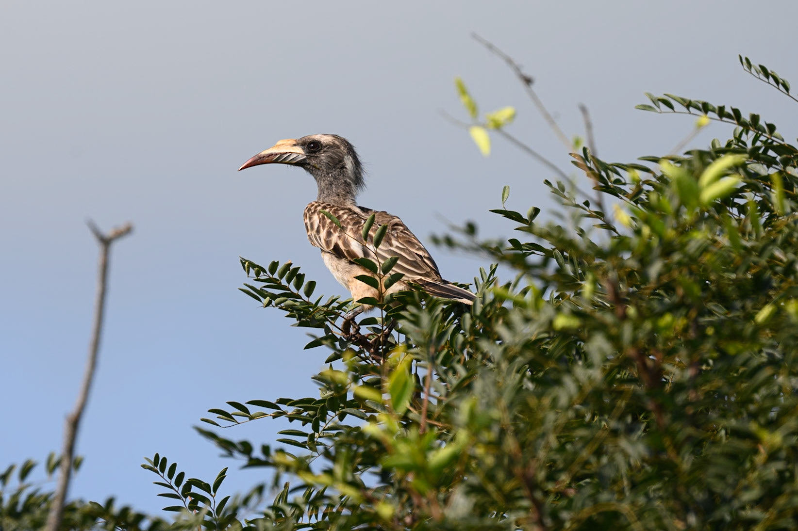 African Grey Hornbill