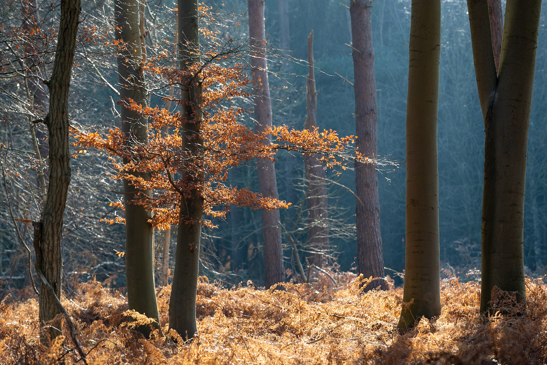 Rendlesham Forest