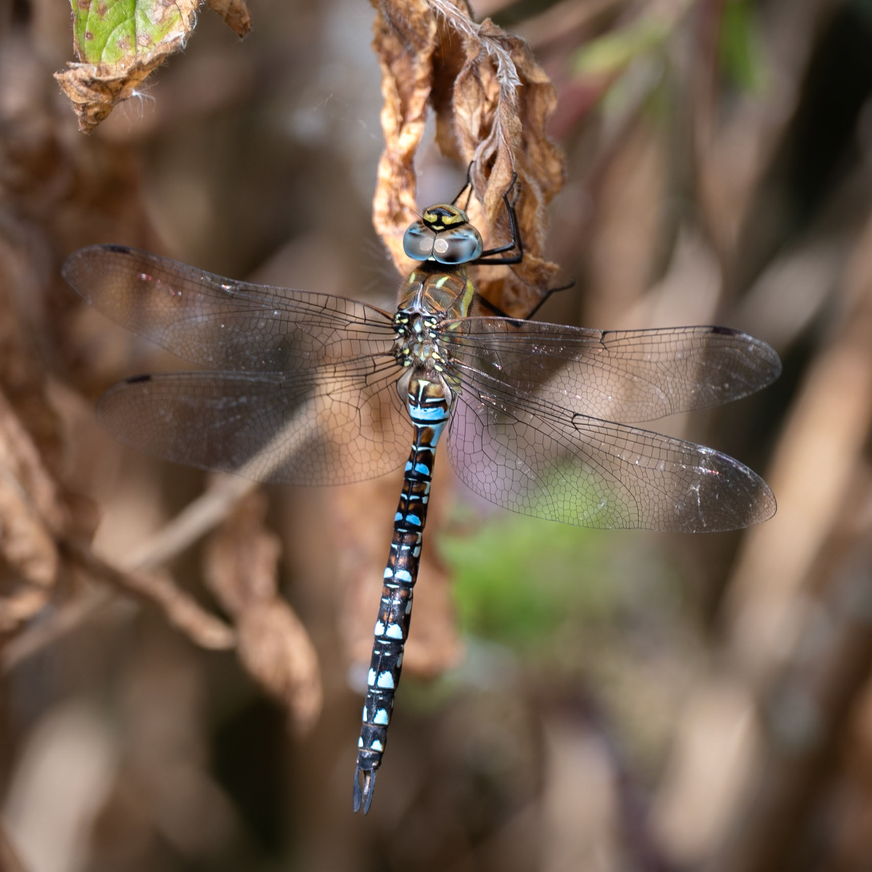 Migrant Hawker