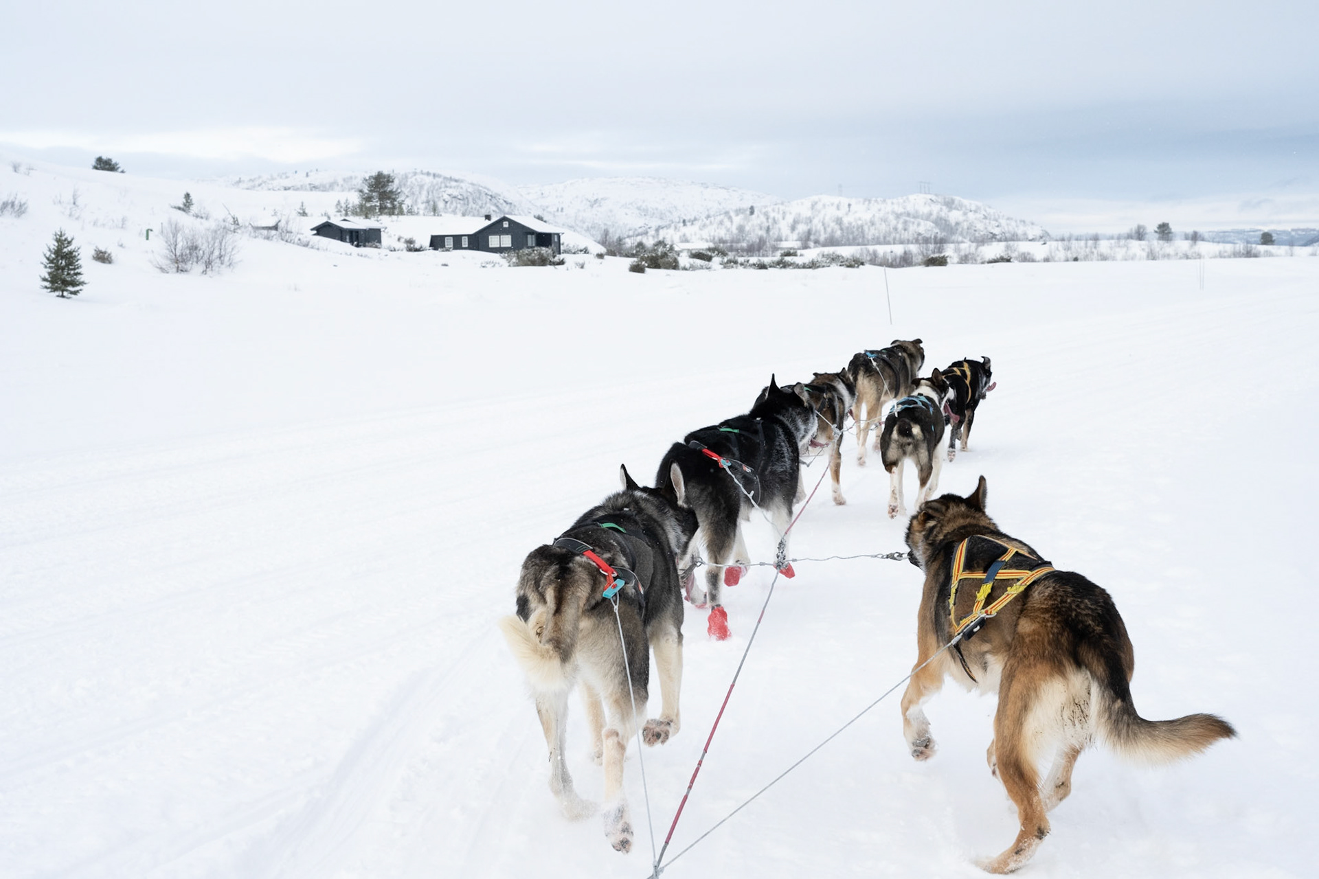 Dog sledding at Kirkenes