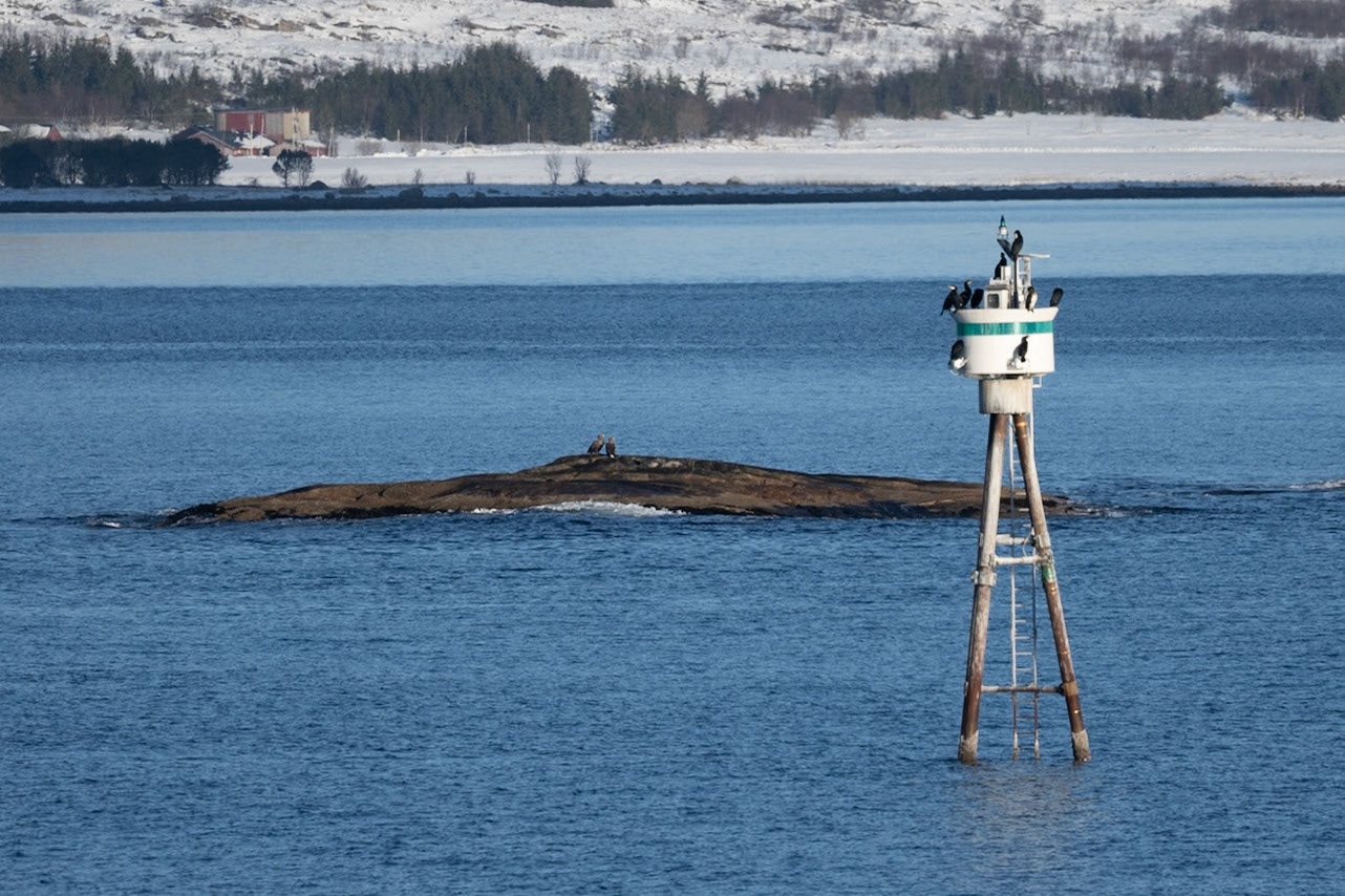 White-tailed Eagles on the rock