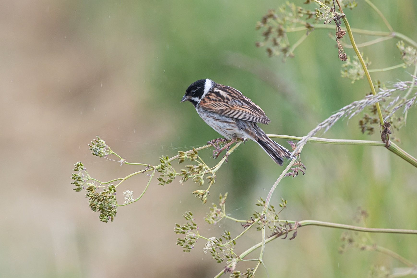 Reed Bunting