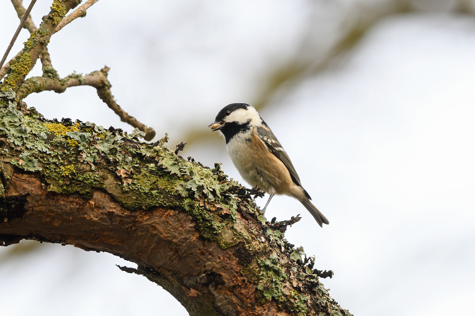 Coal Tit