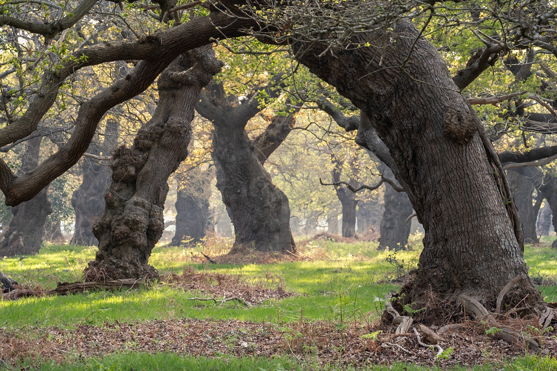 Oaks at Staverton