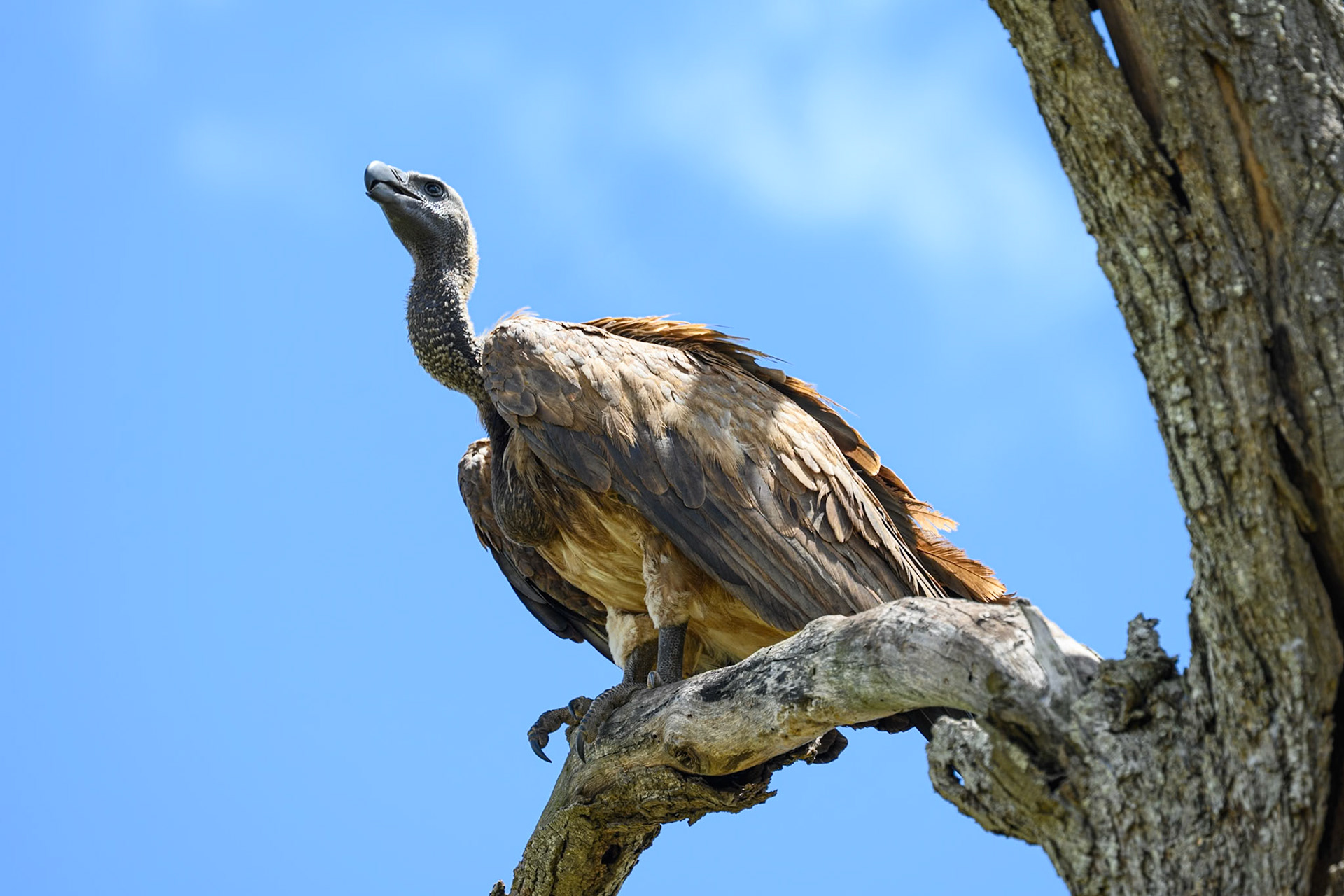 White-backed Vulture