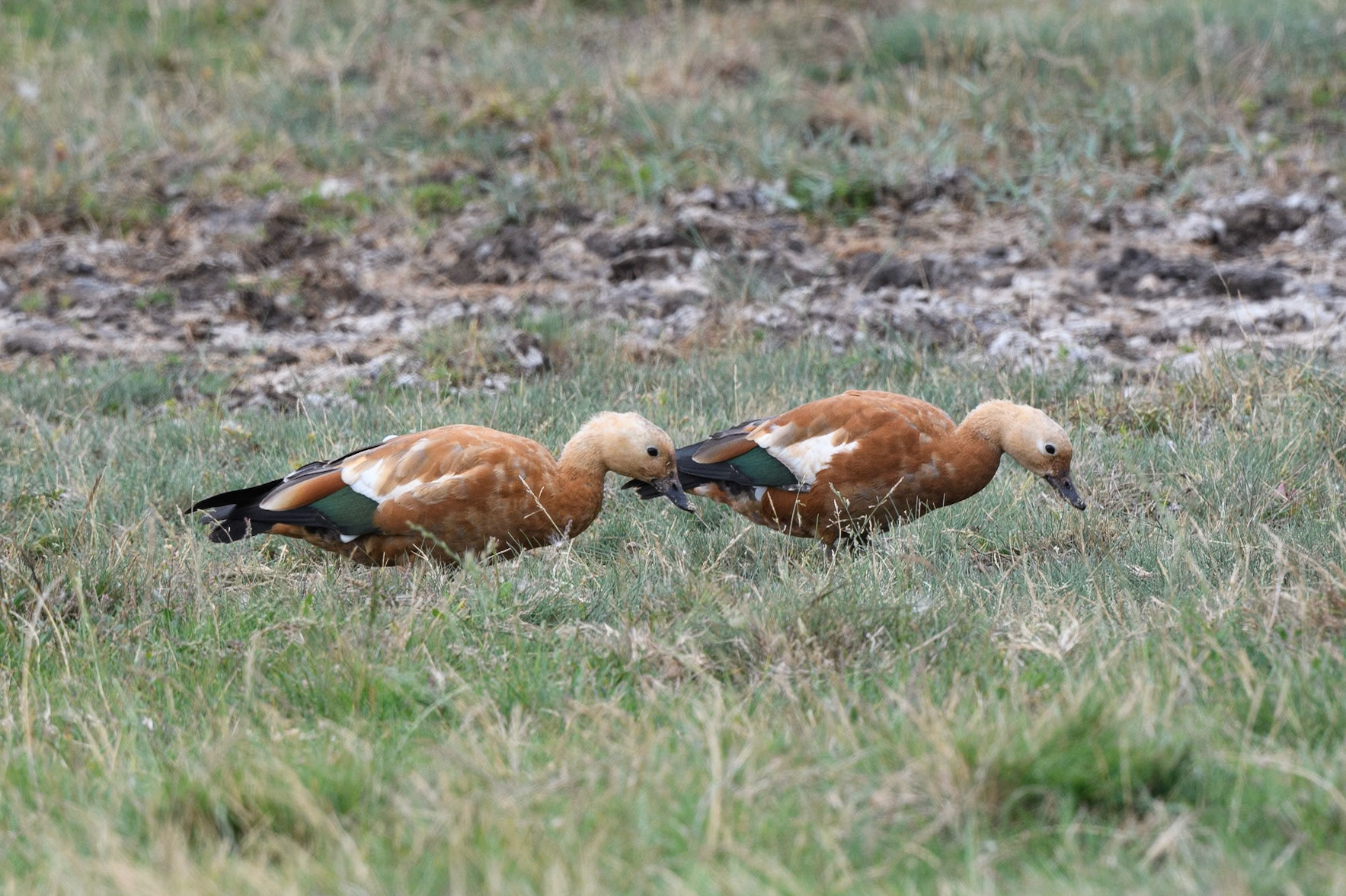 Ruddy Shelduck