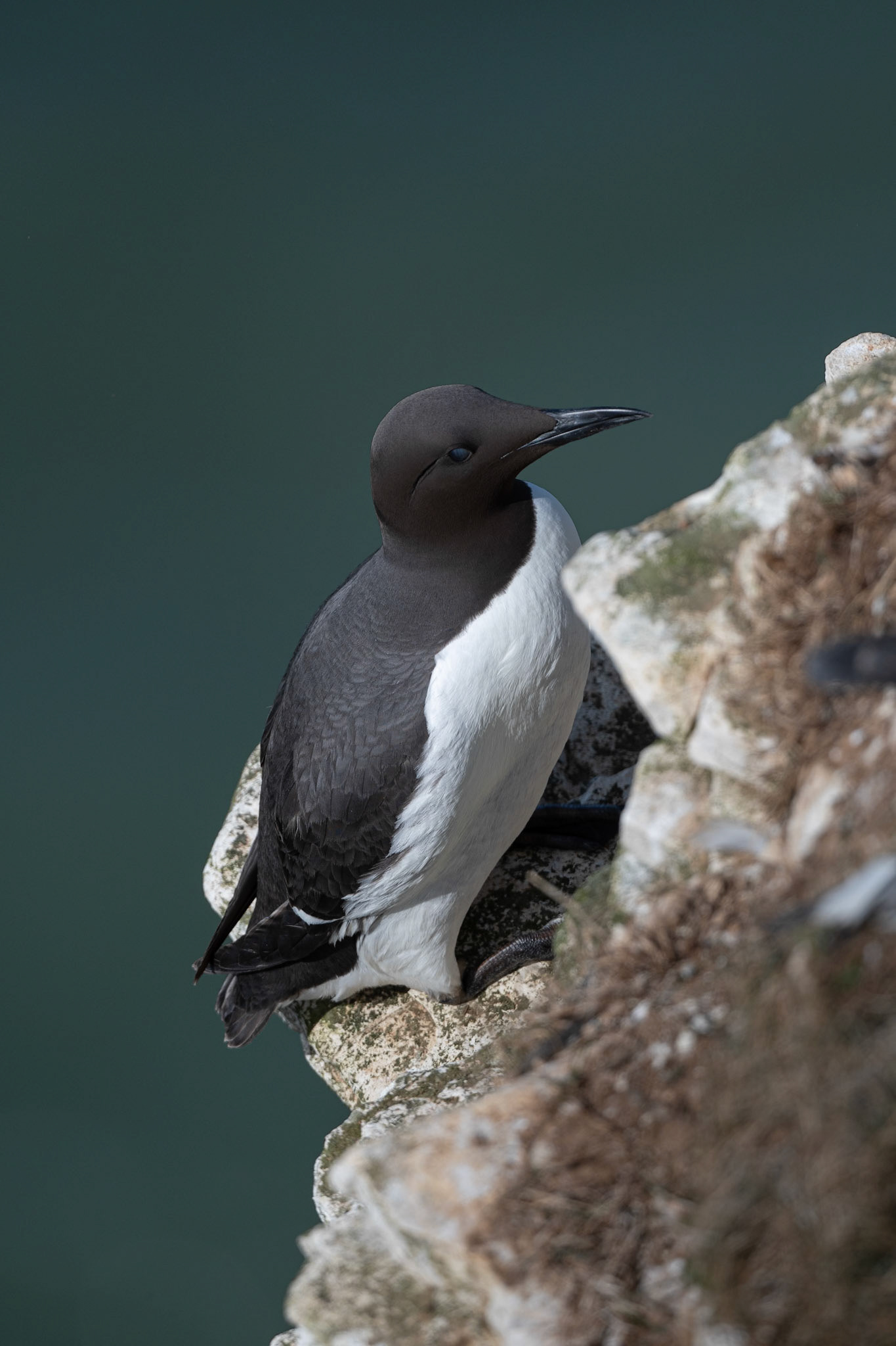 Guillemot