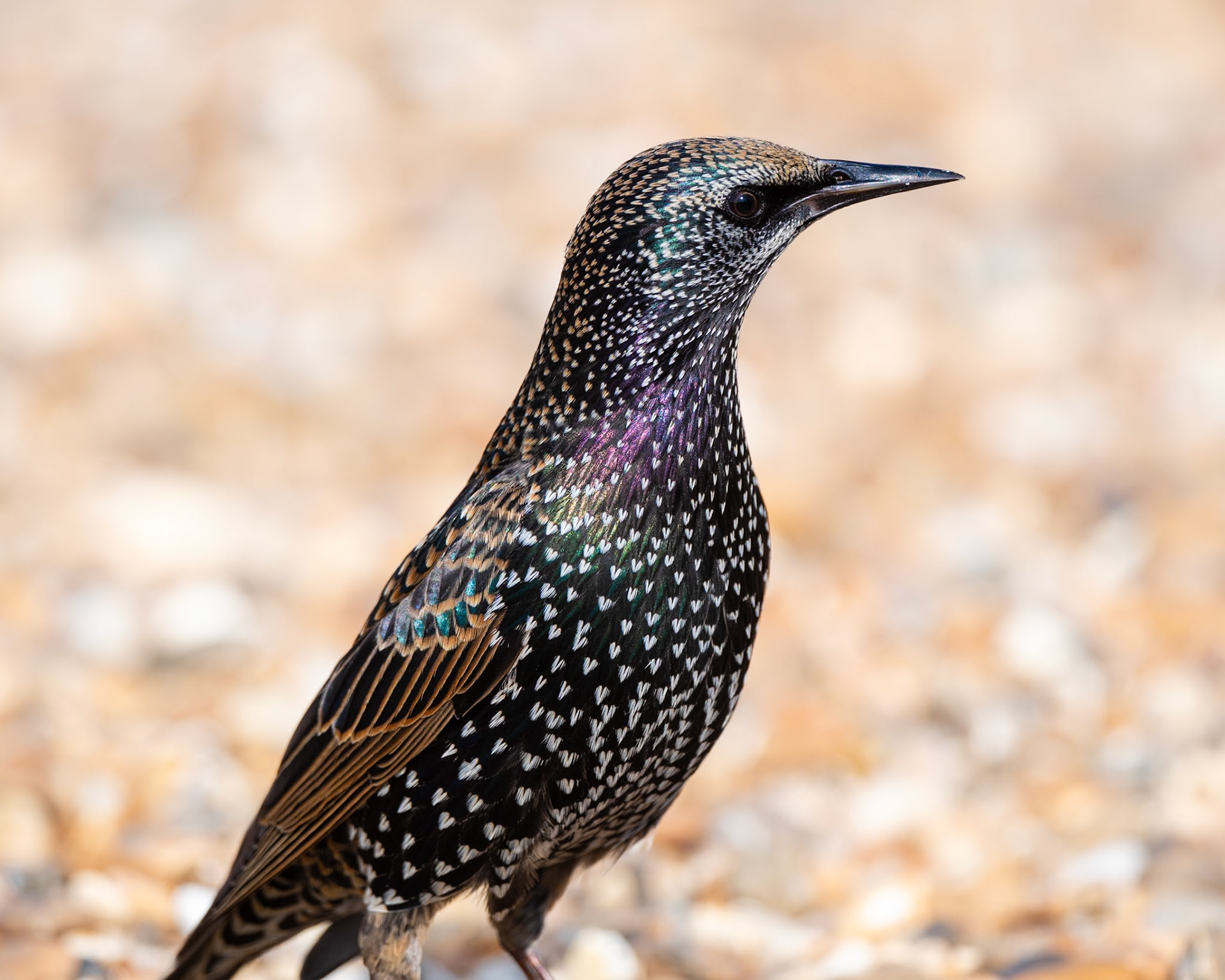 Starling