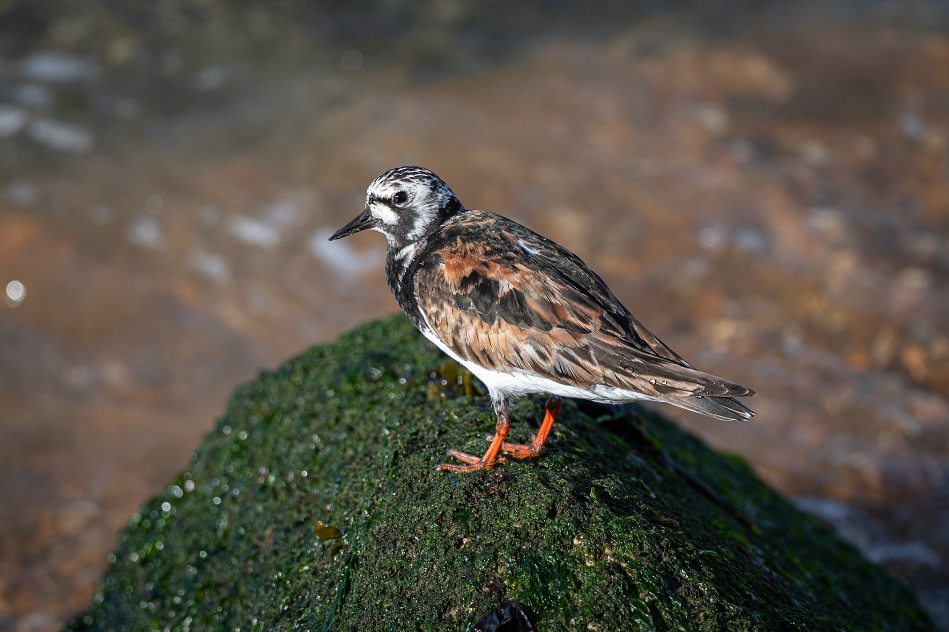 Turnstone