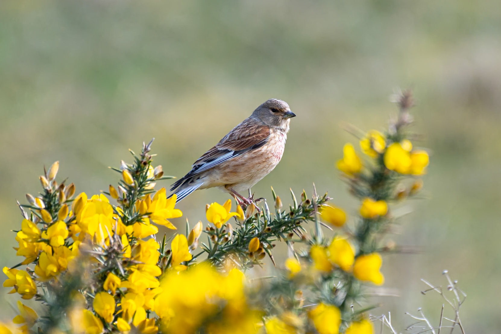 Linnet