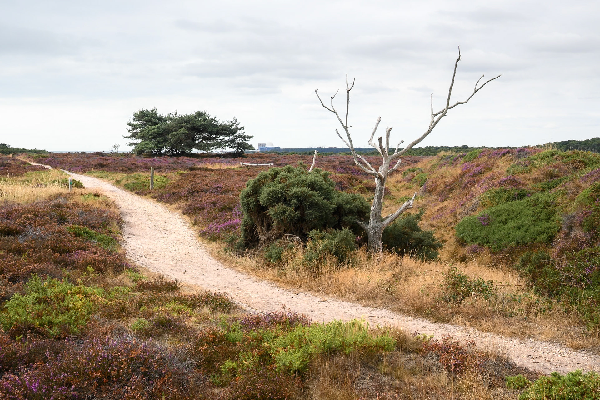 Dunwich Heath - the week before the fire