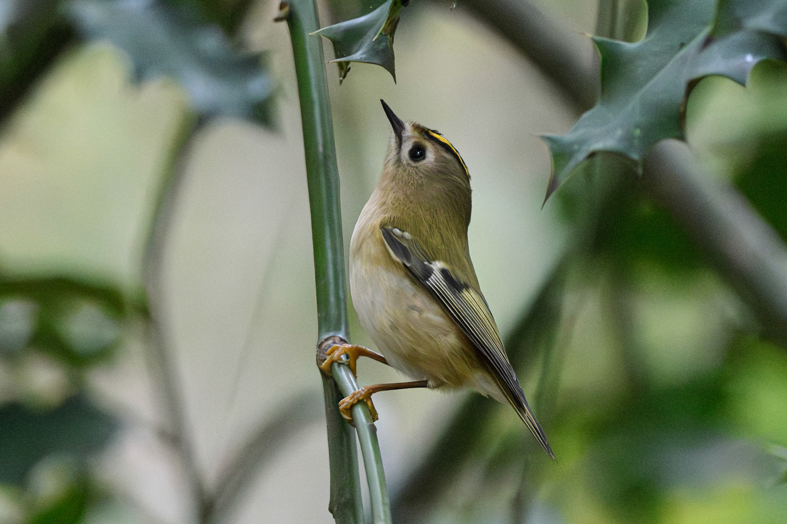 Goldcrest