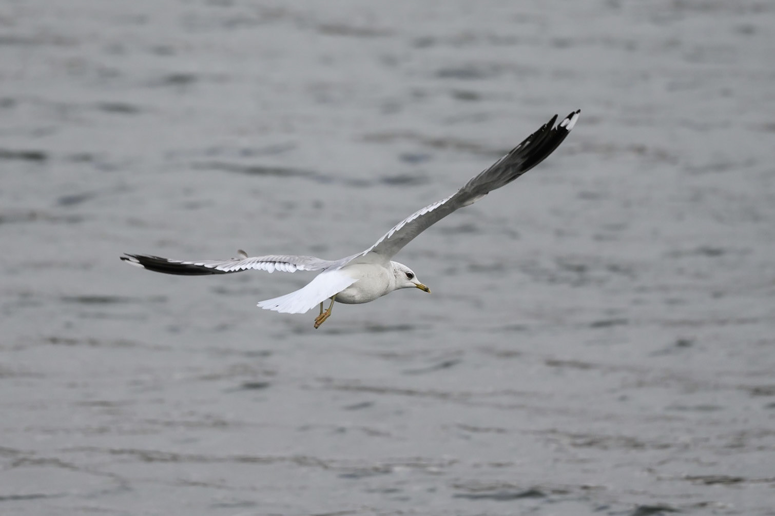 Common Gull