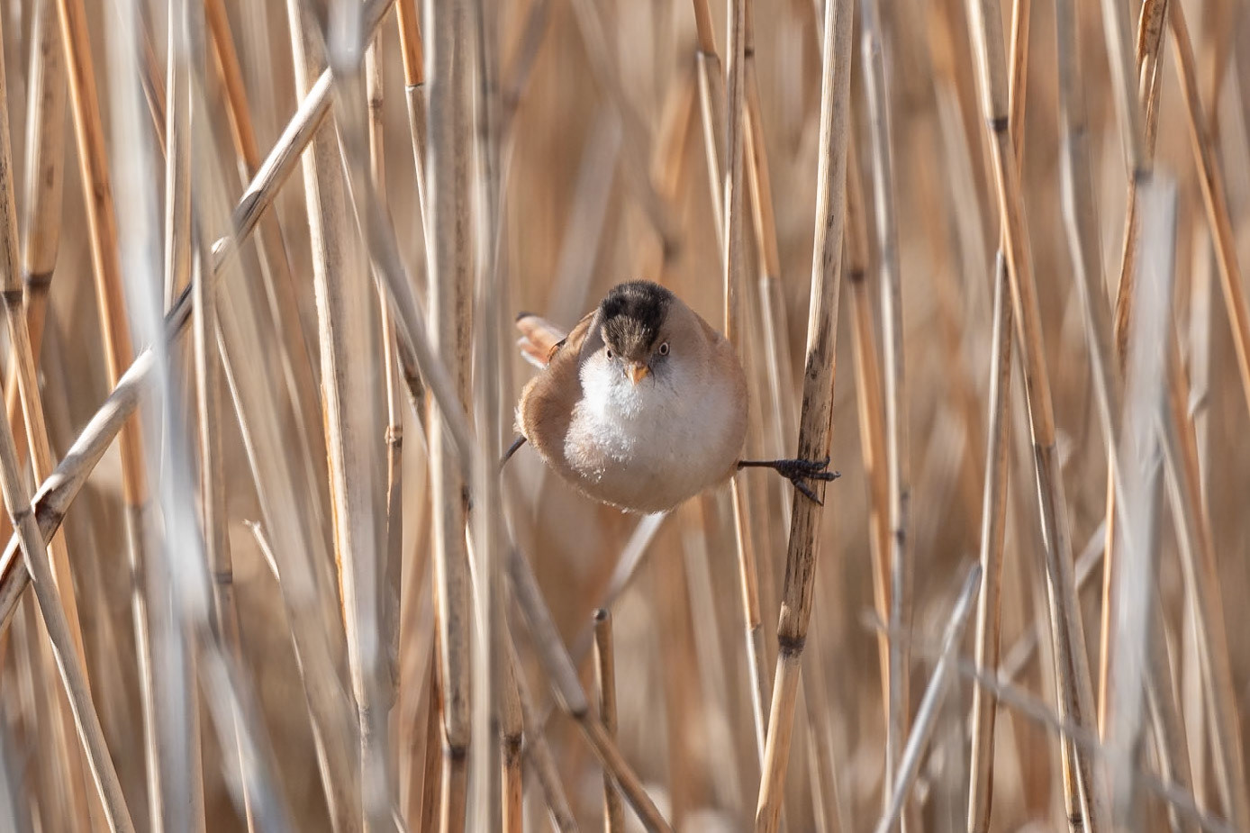 Bearded Tit