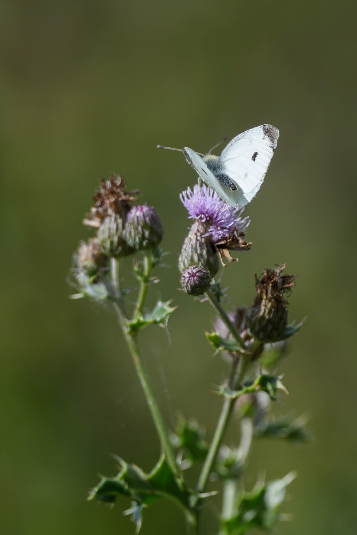 Small White