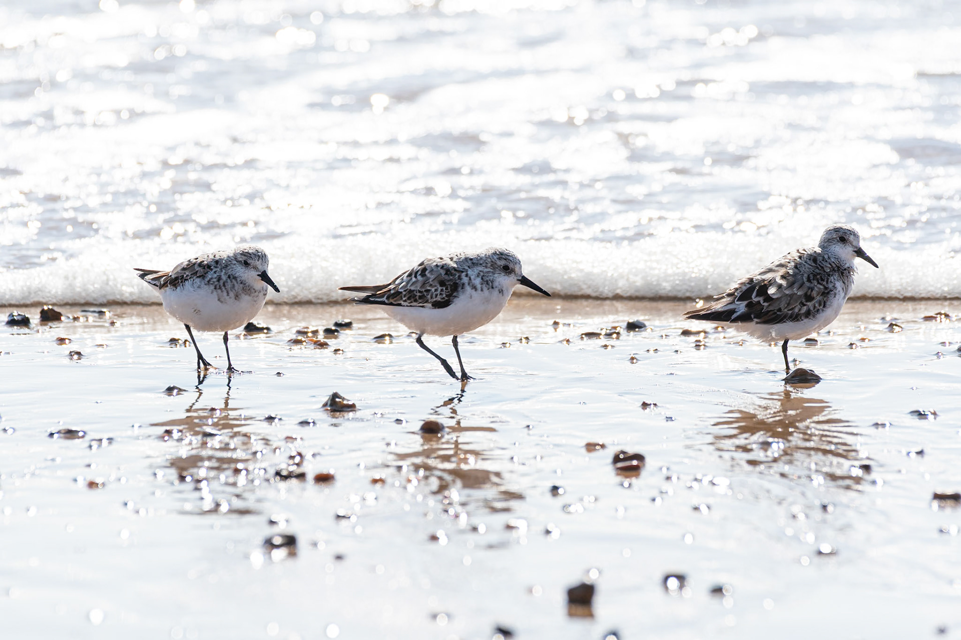 Sanderling