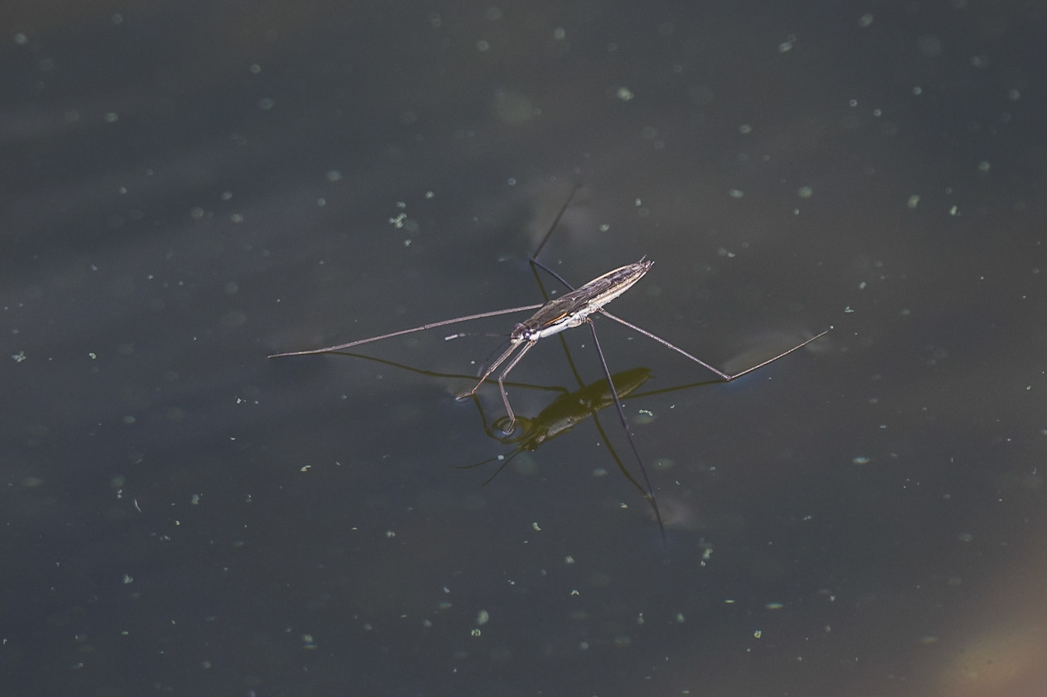 Pond Skater