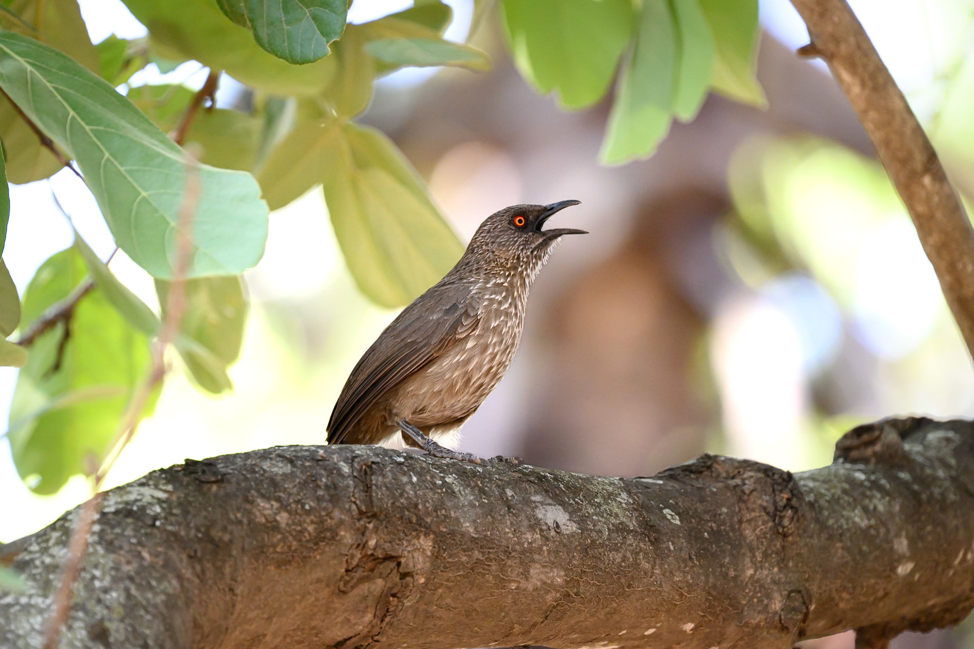 Arrow-marked Babbler