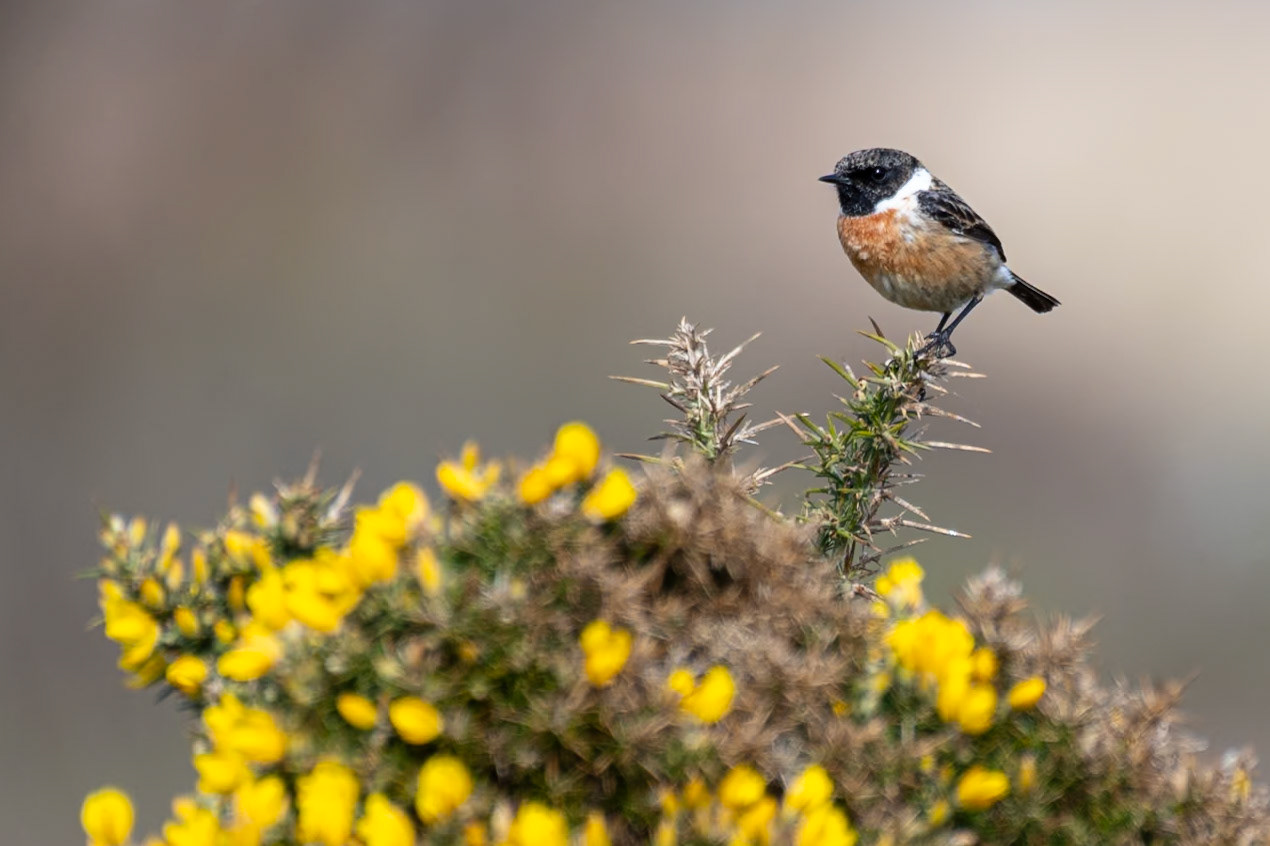 Stonechat (male)