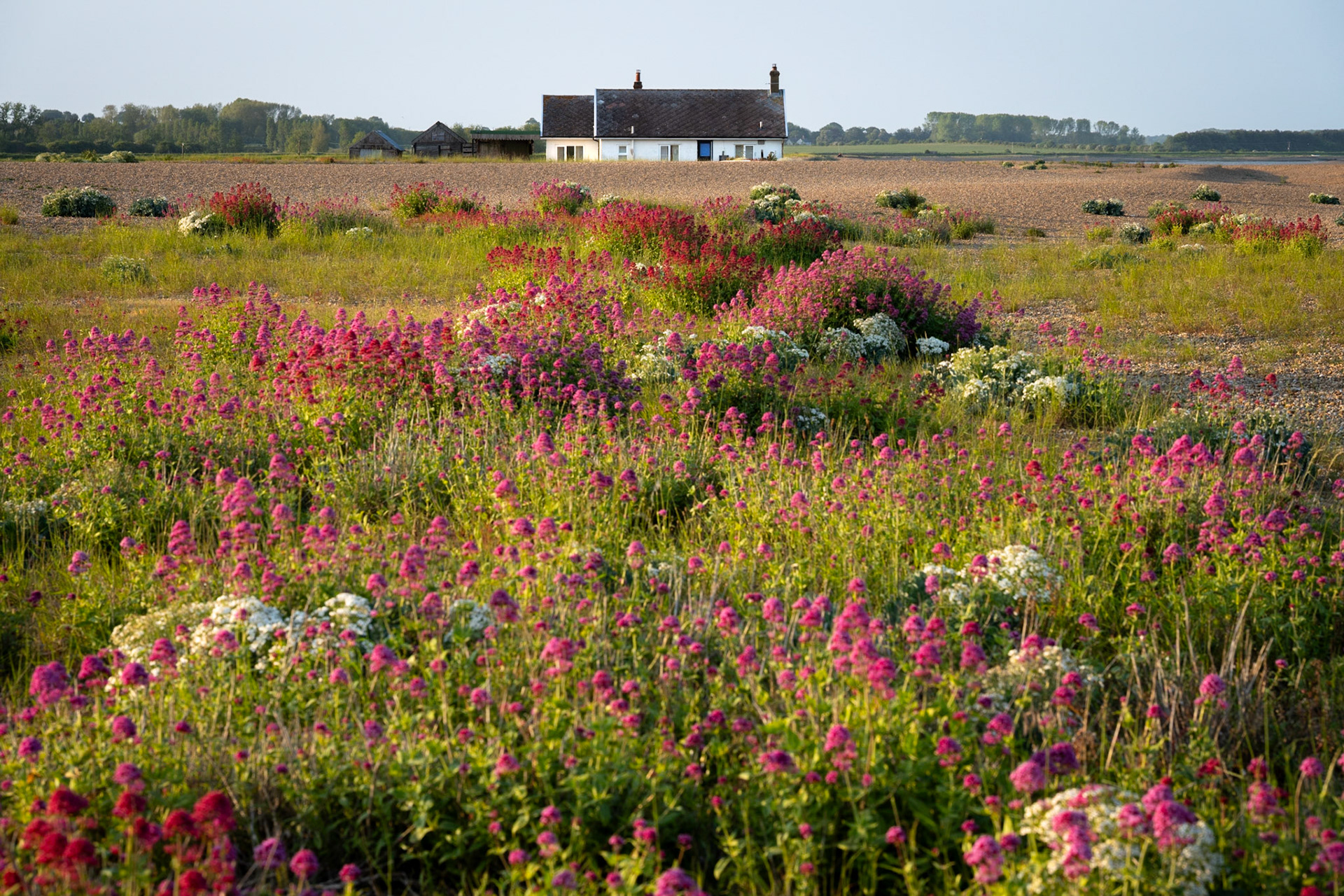Valerian at Shingle Street