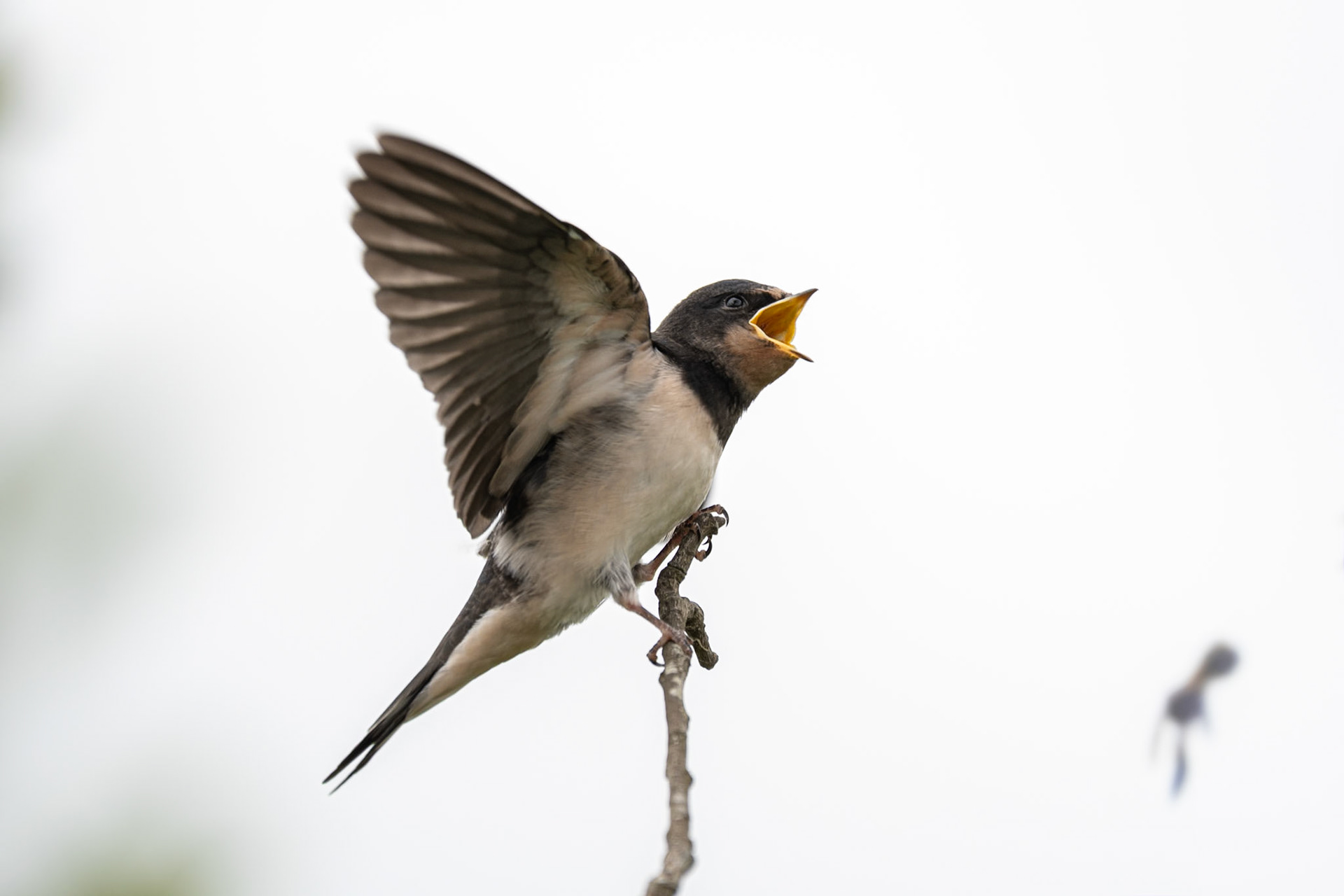 Swallow (juvenile)