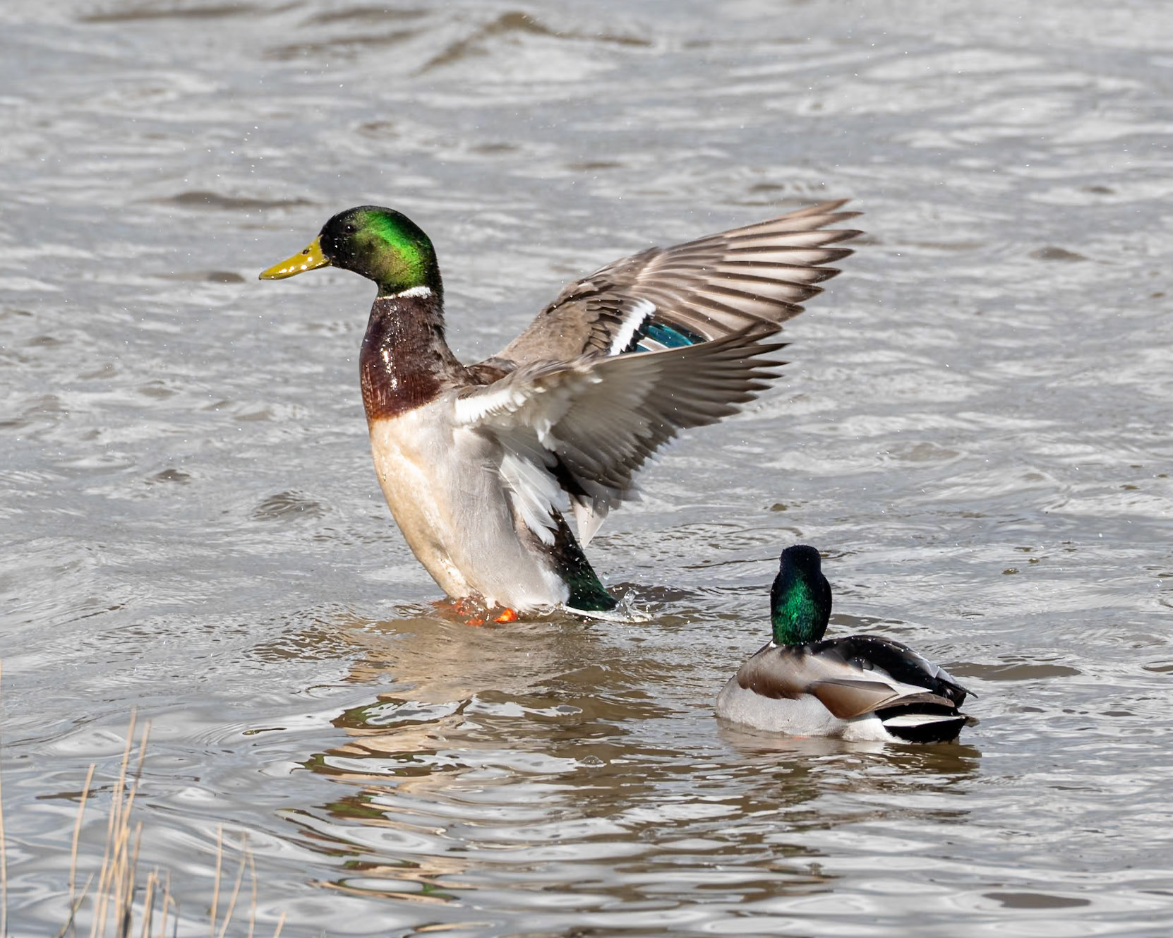 Mallard