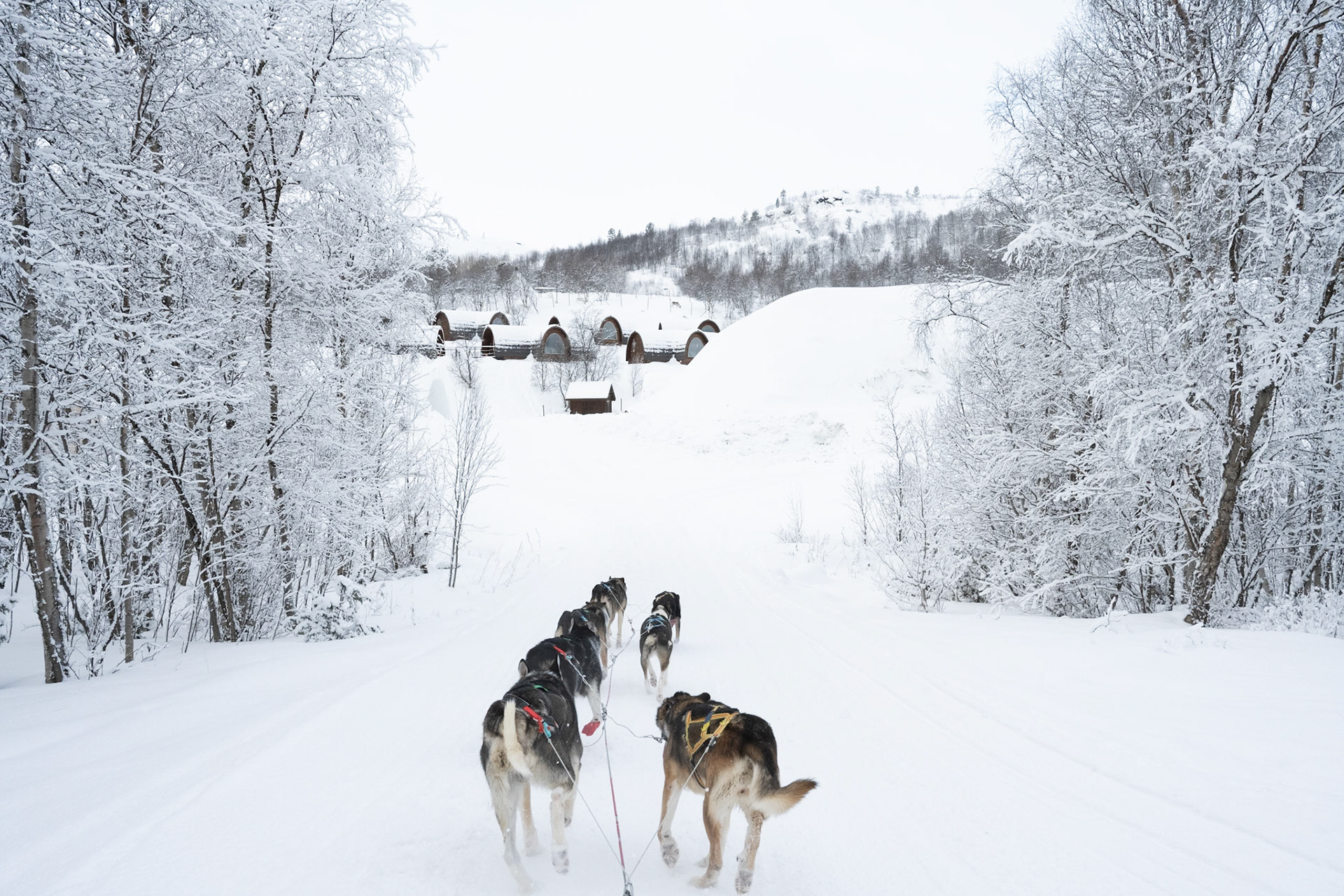 Dog sledding at Kirkenes