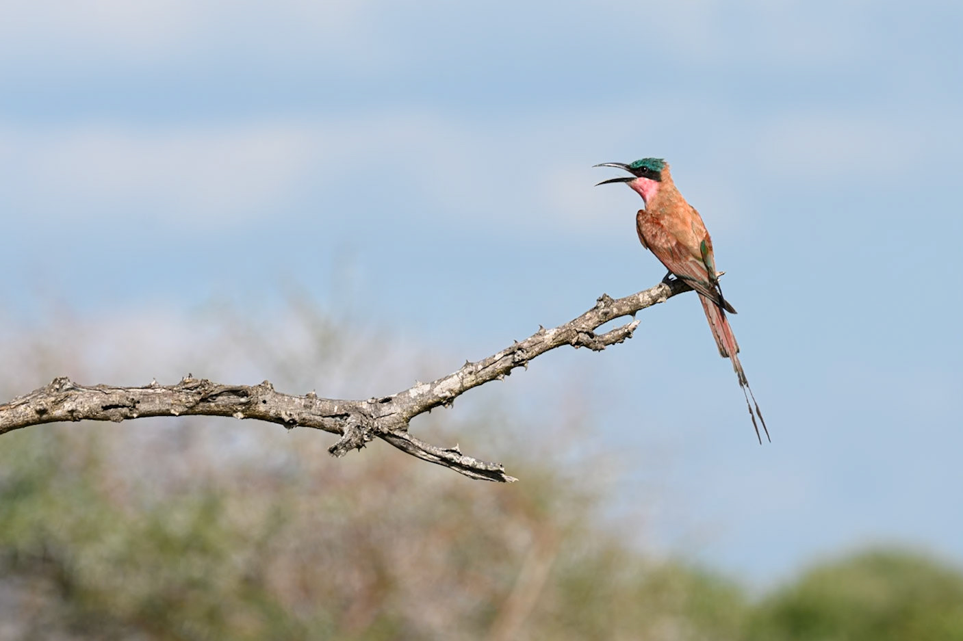 Southern Carmine Bee-eater