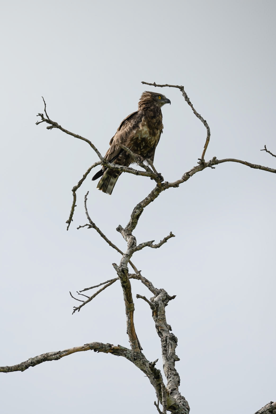 Brown Snake-Eagle