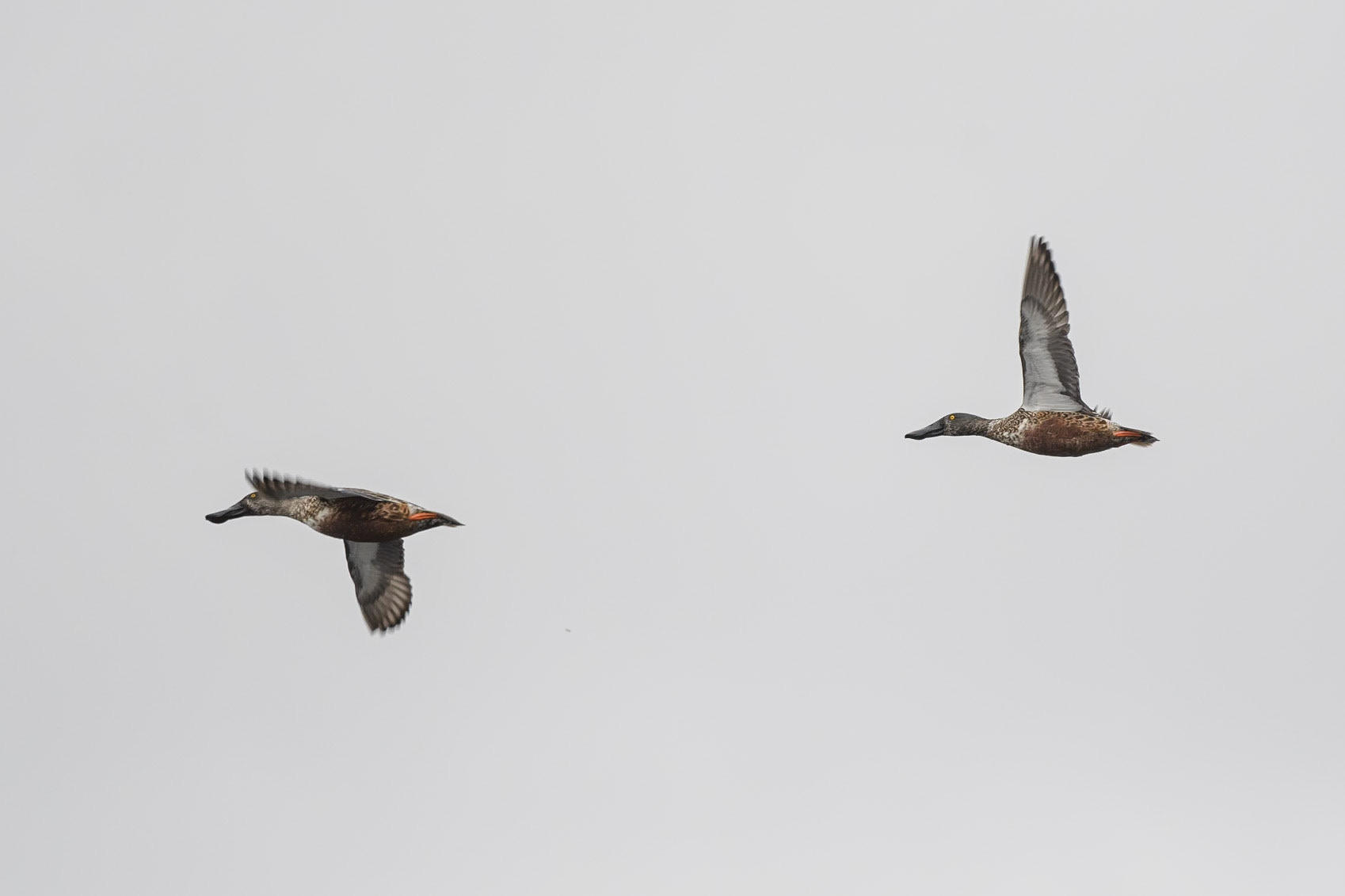 Shoveler