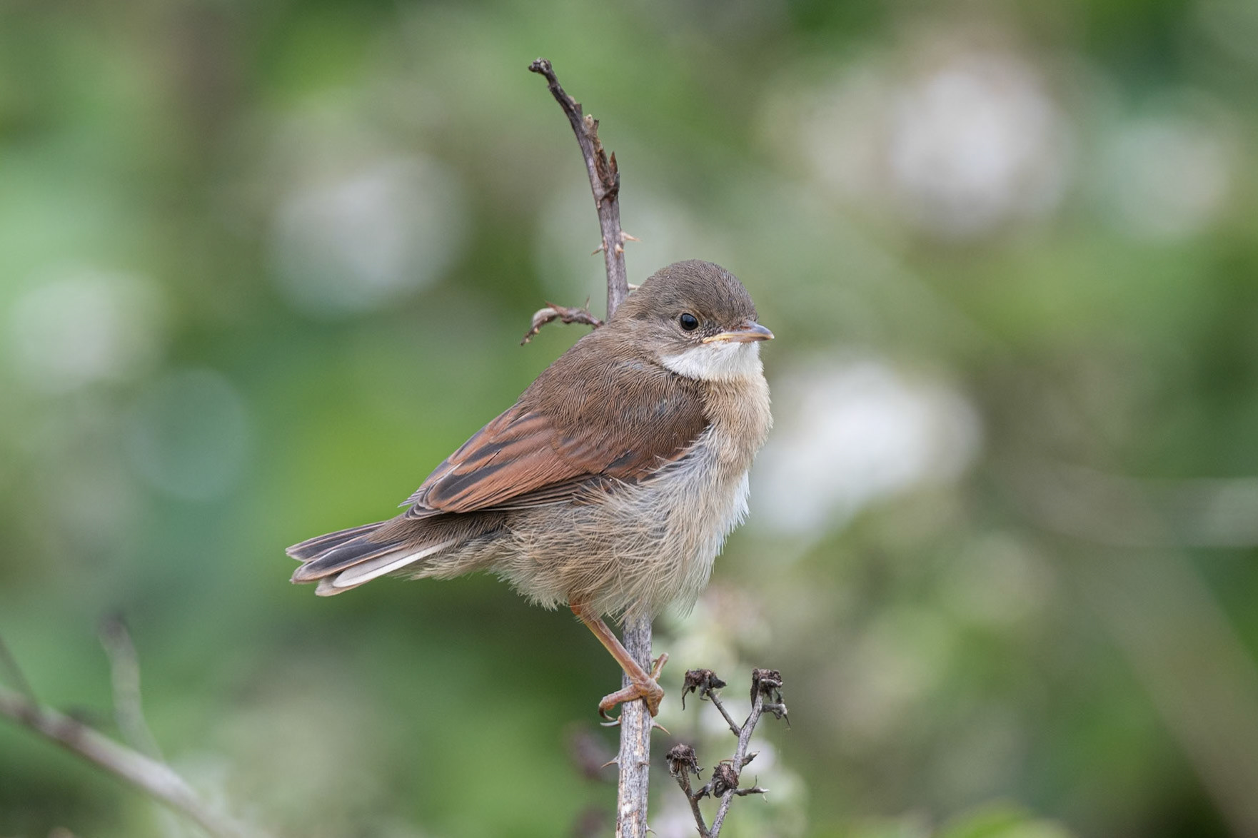 Whitethroat (juvenile)