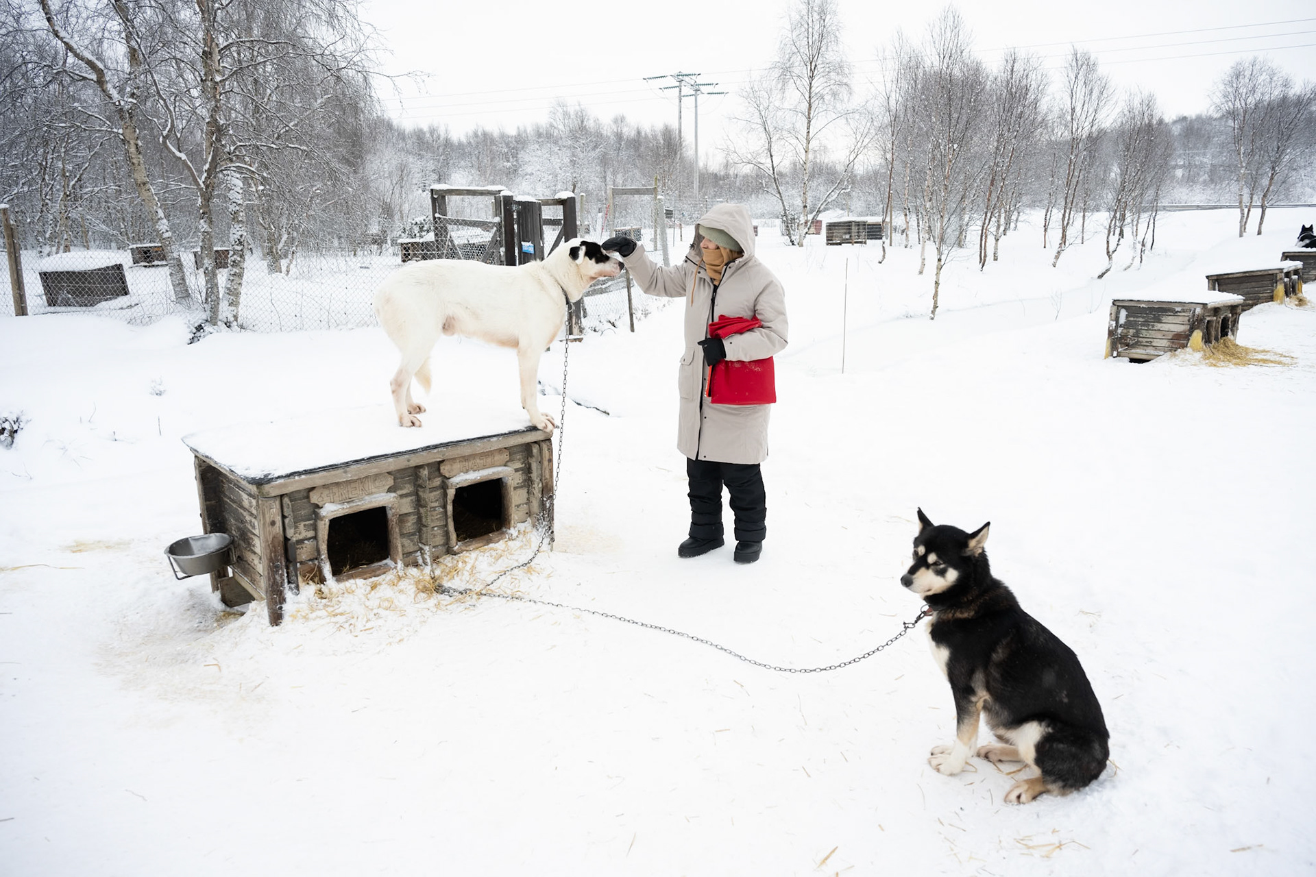 Huskies at Kirkenes