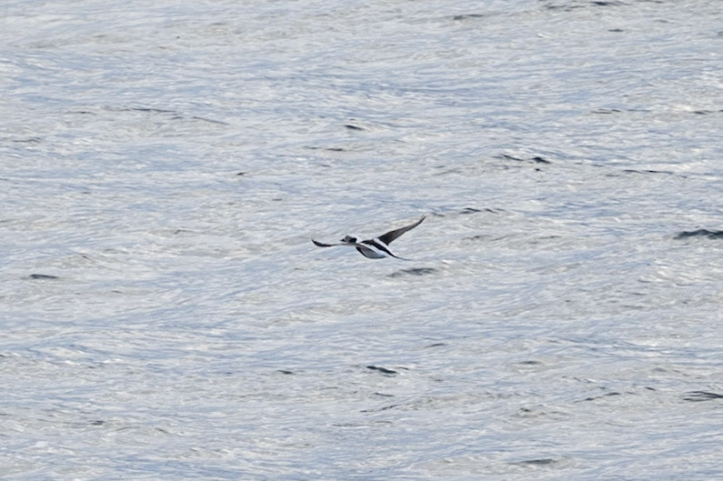 Long-tailed Duck