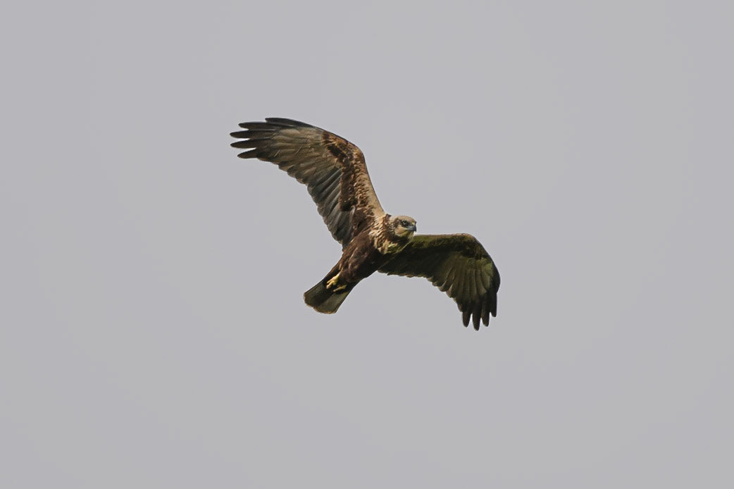 Marsh Harrier