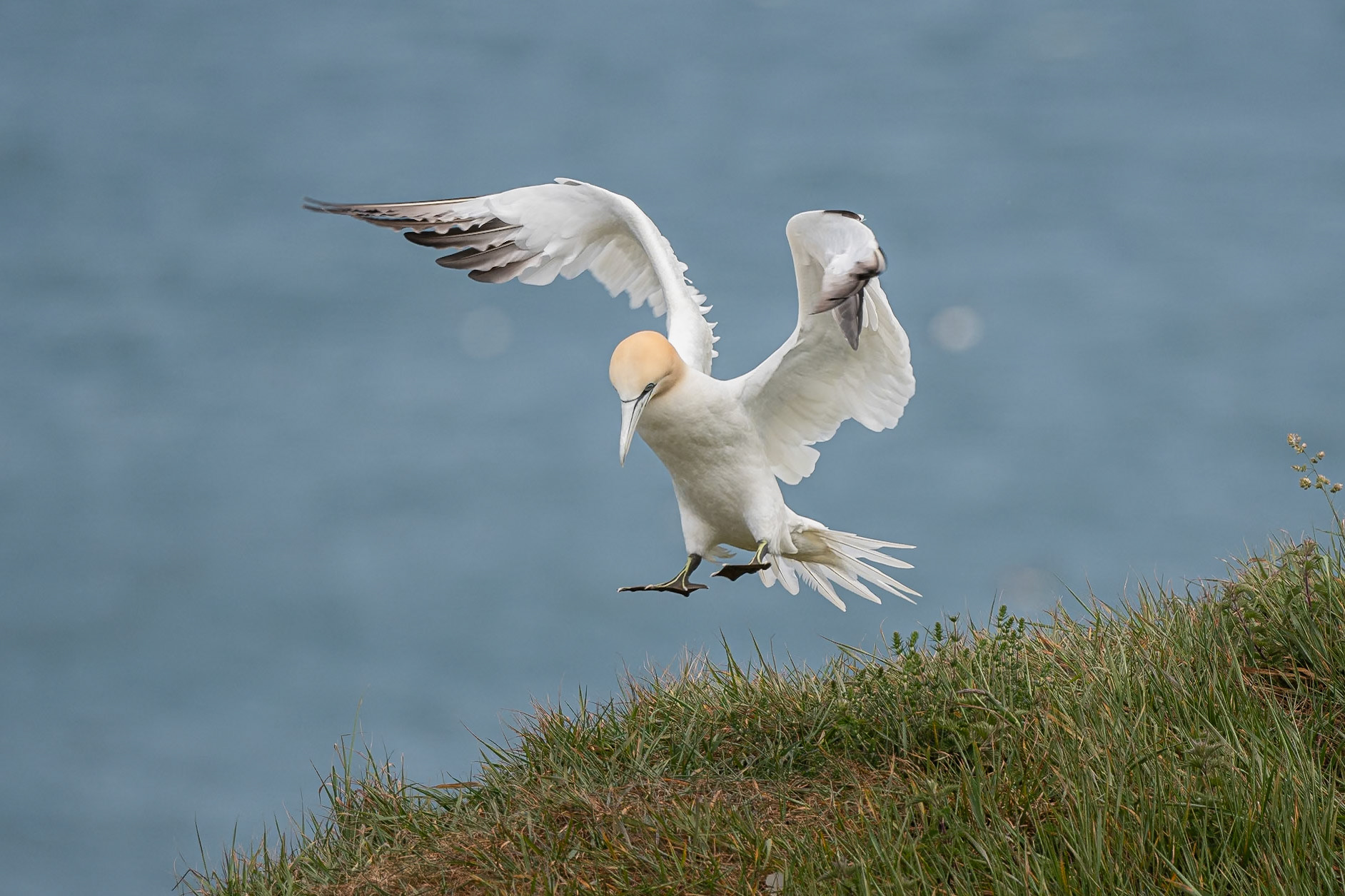 Gannet