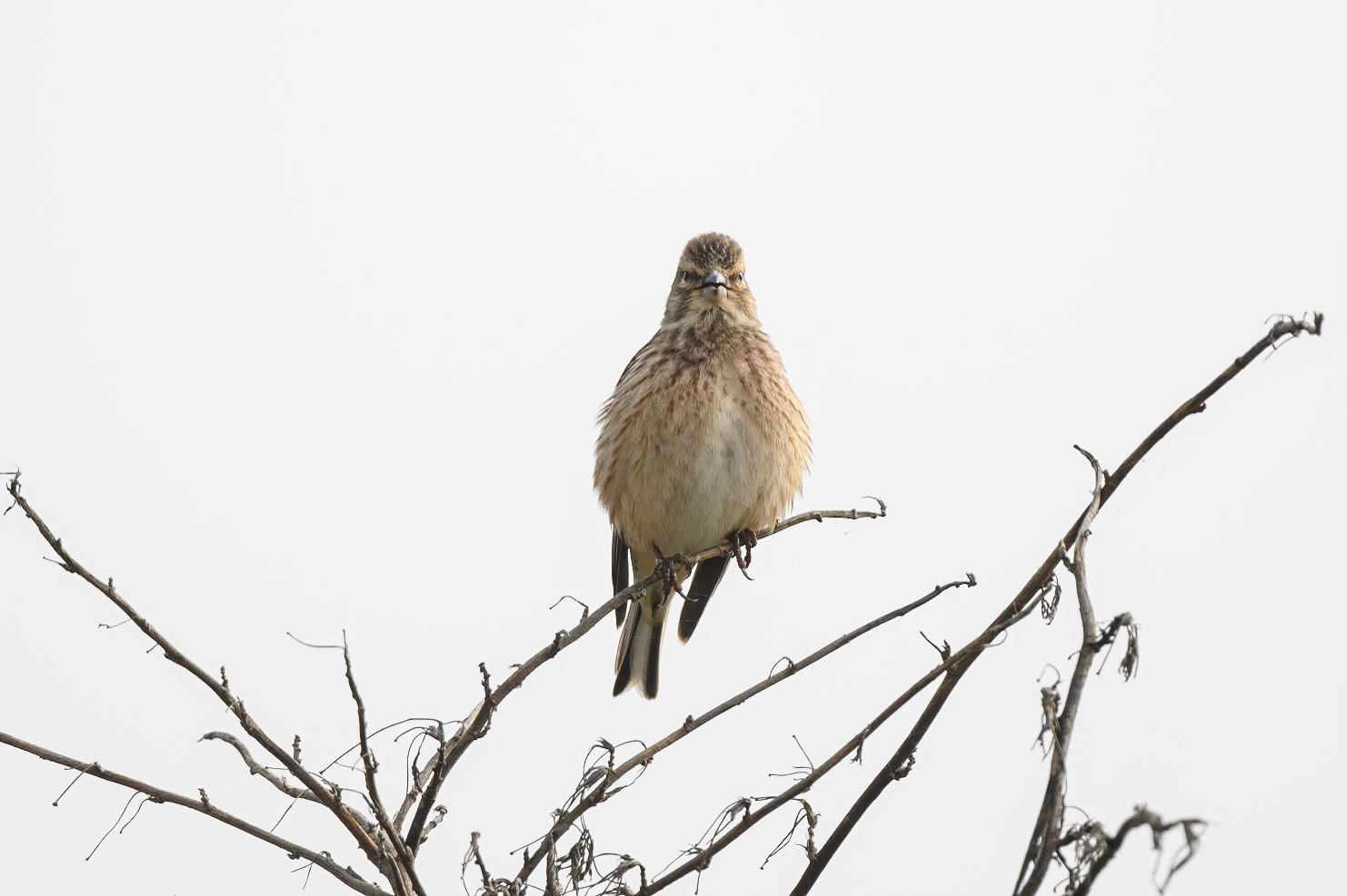 Linnet