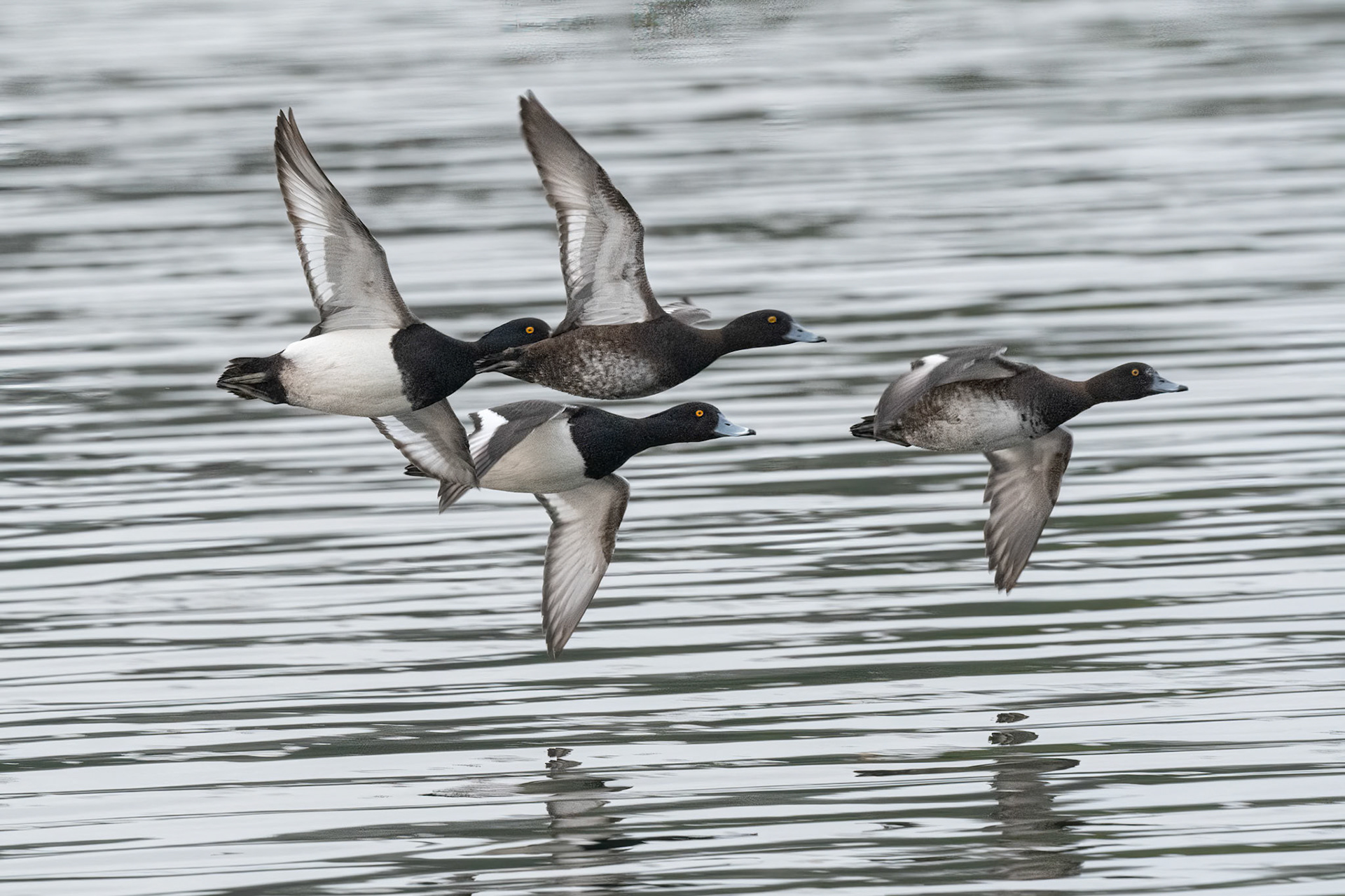 Tufted Duck