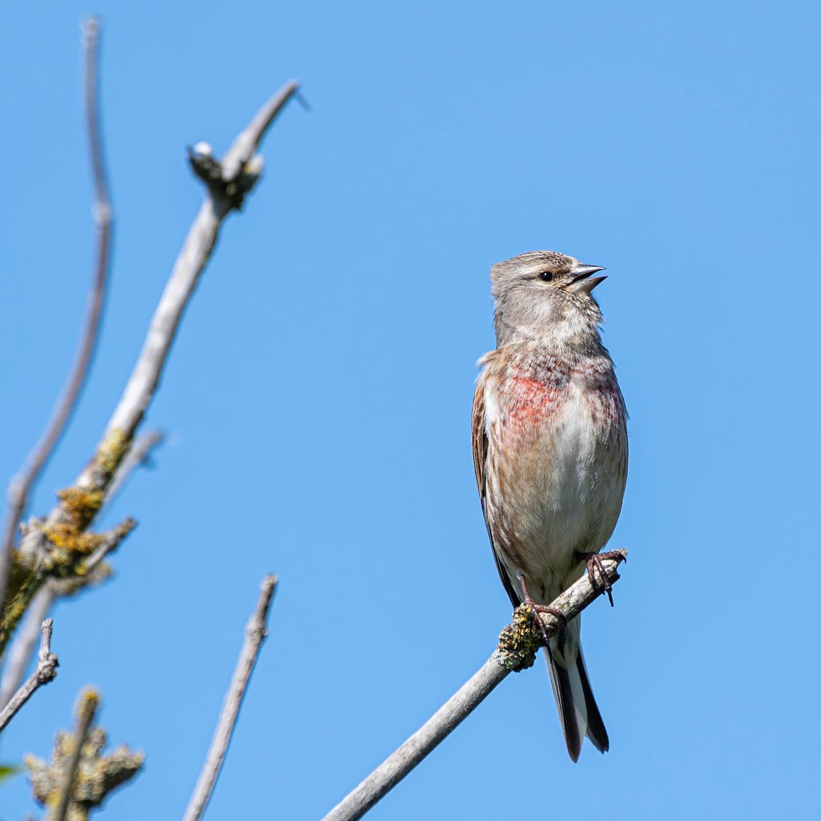 Linnet