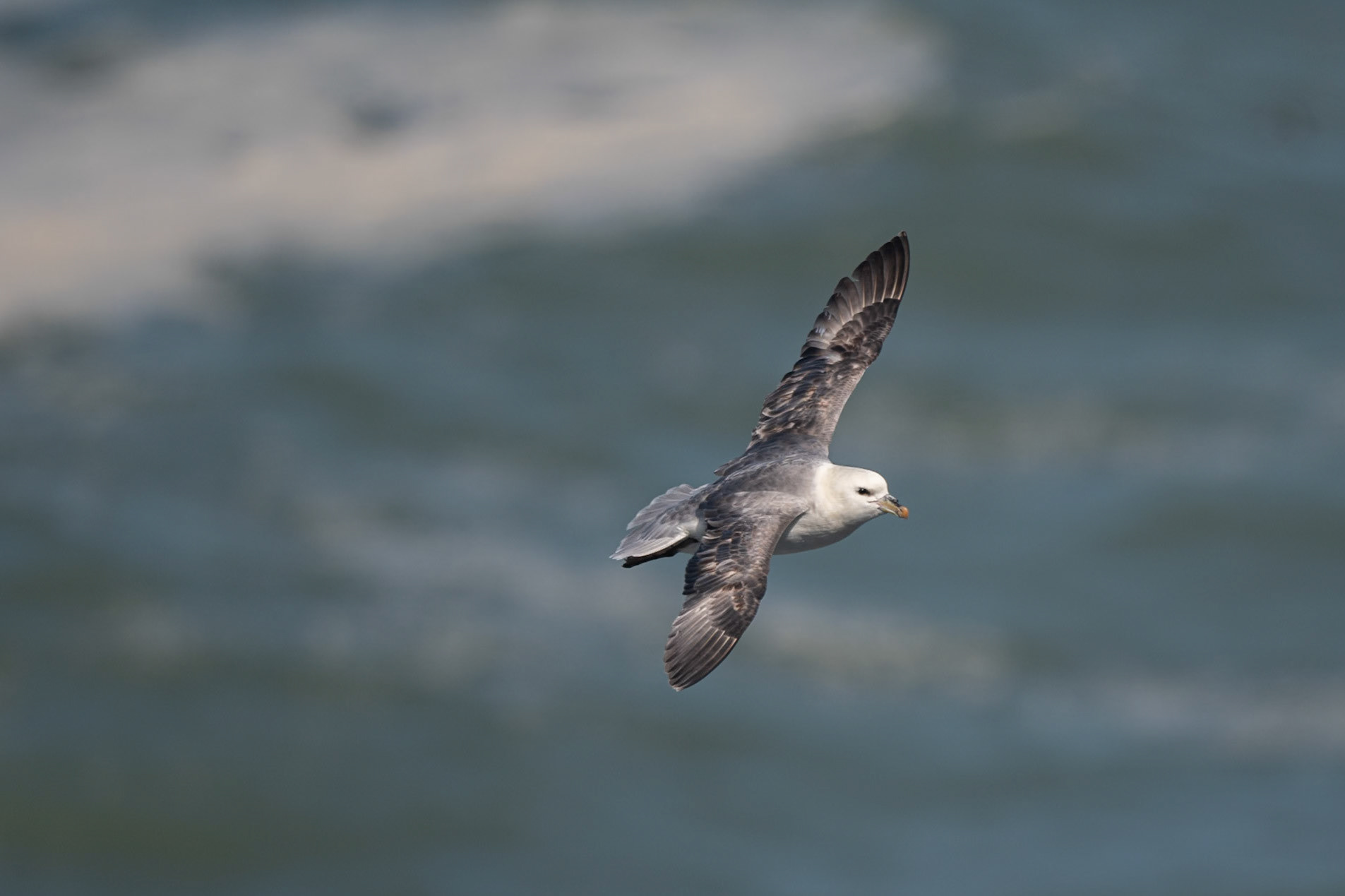 Fulmar