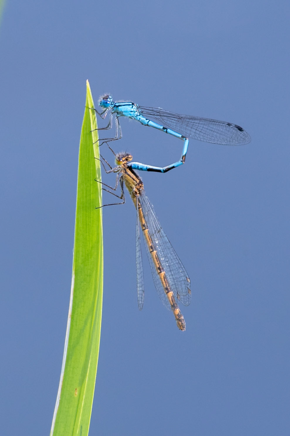 Damselfly